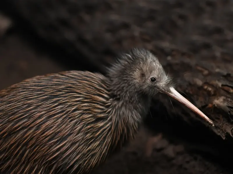 Nahaufnahme eines braunen Kiwis, des ikonischen Nationalvogels von Neuseeland, in seinem natürlichen, dunklen Lebensraum.