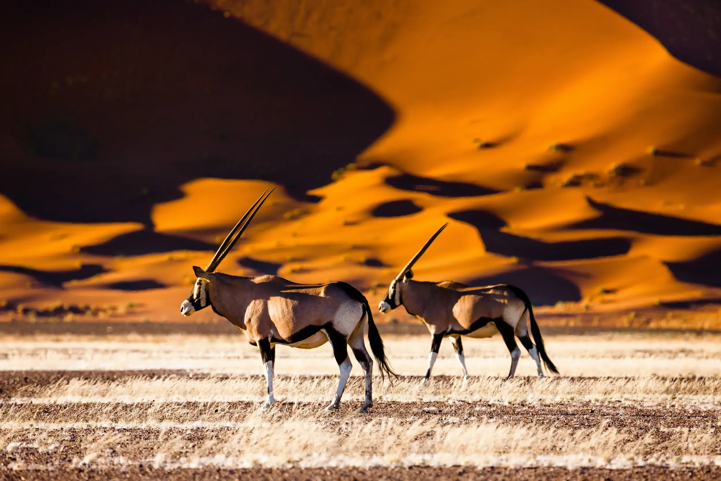Zwei Oryxantilopen stehen im trockenen Gras vor den leuchtend roten Sanddünen von Sossusvlei in der Namib-Wüste Namibias.