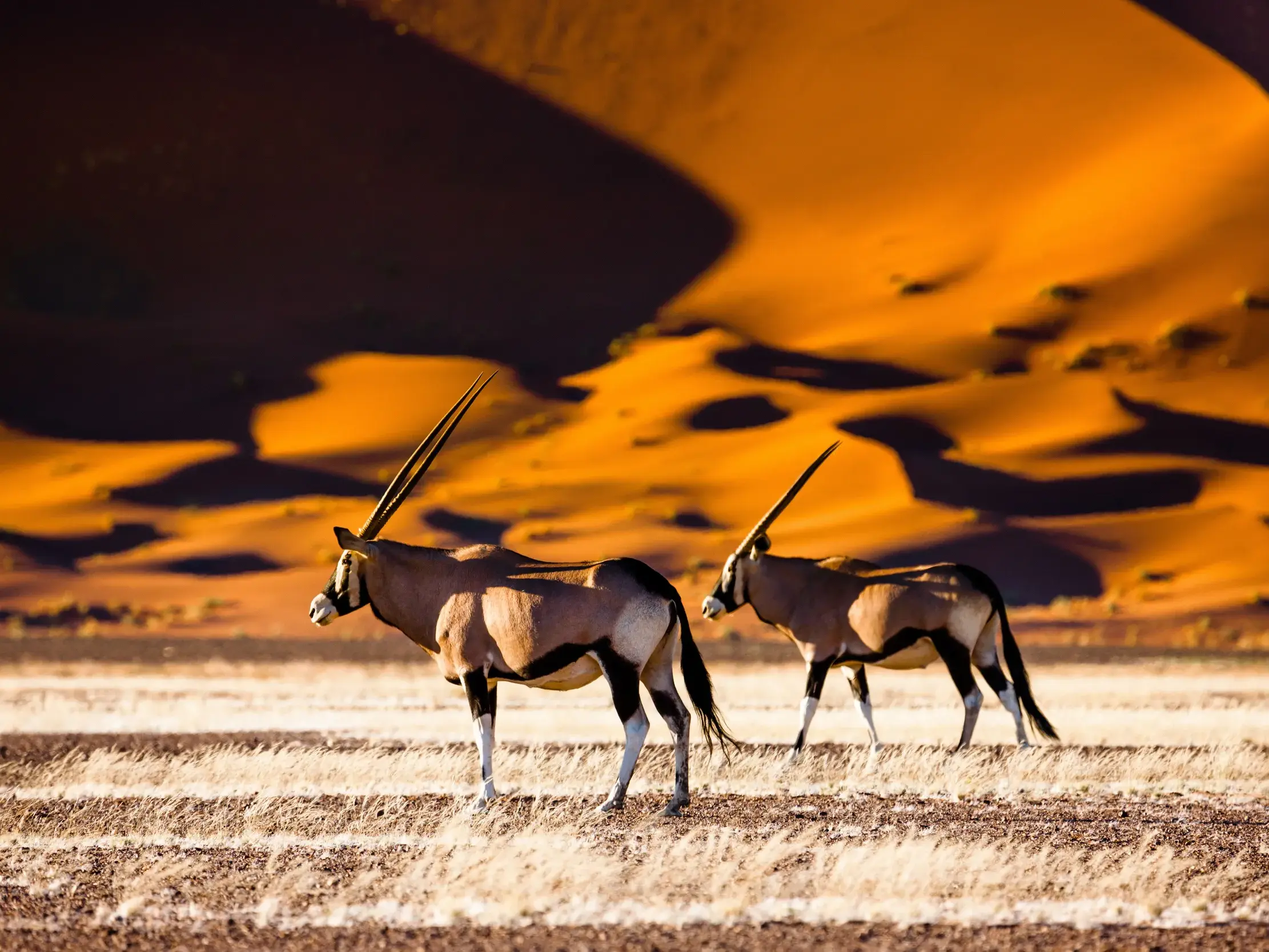 Zwei Oryx-Antilopen in der trockenen Savanne vor den leuchtend roten Dünen von Sossusvlei in der Namib-Wüste Namibias.