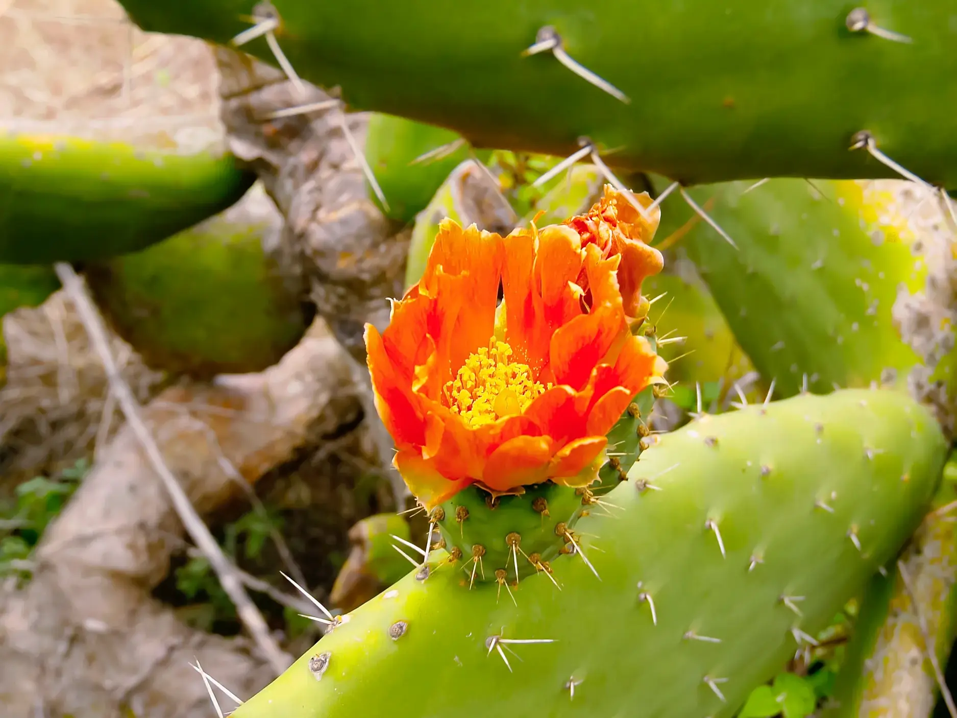Nahaufnahme einer leuchtend orangen Kaktusblüte mit gelben Staubblättern auf der grünen Kanareninsel La Gomera.