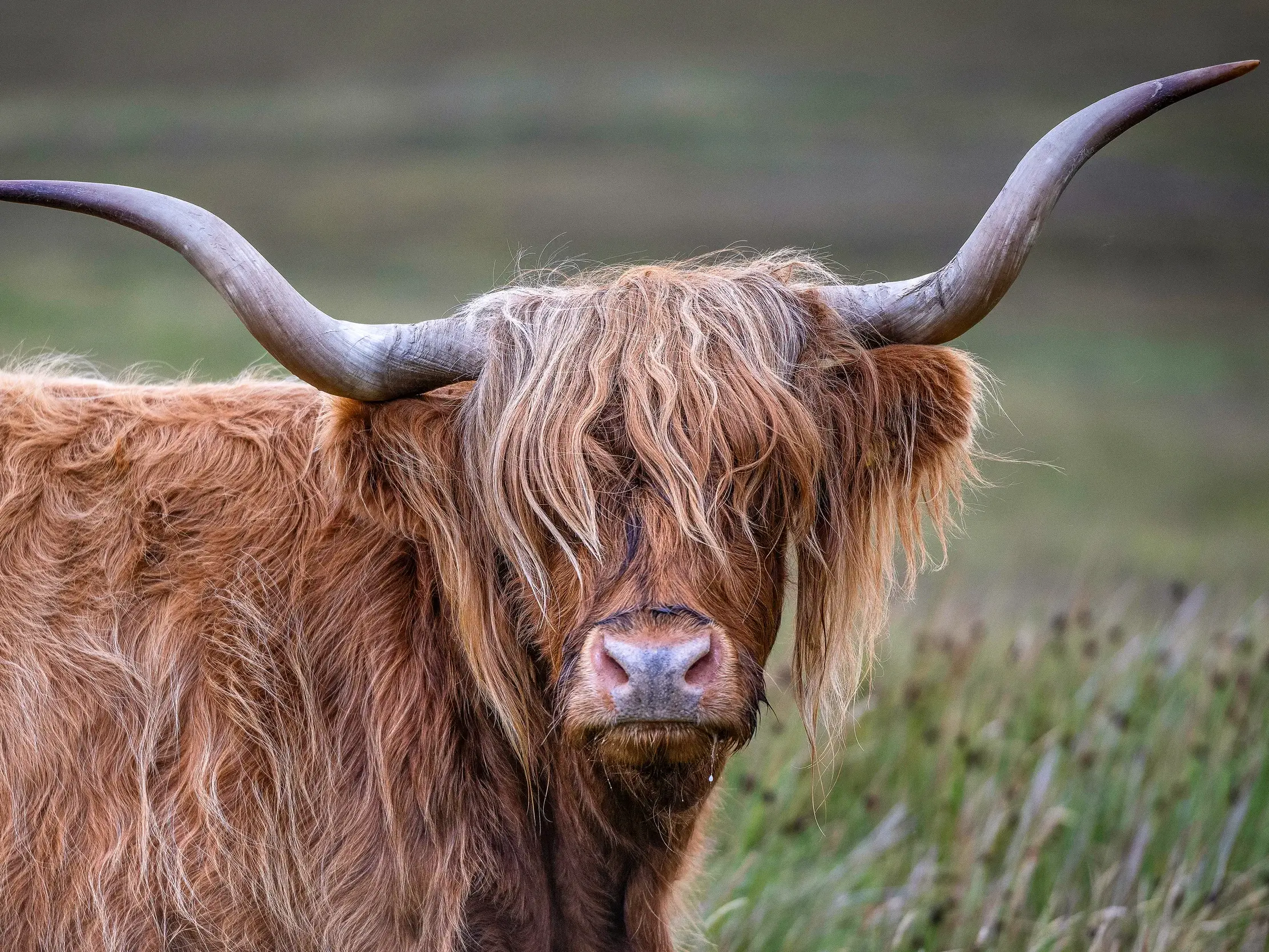 Nahaufnahme eines Schottischen Hochlandrinds mit langen Hörnern auf einer Wiese in den Highlands.
