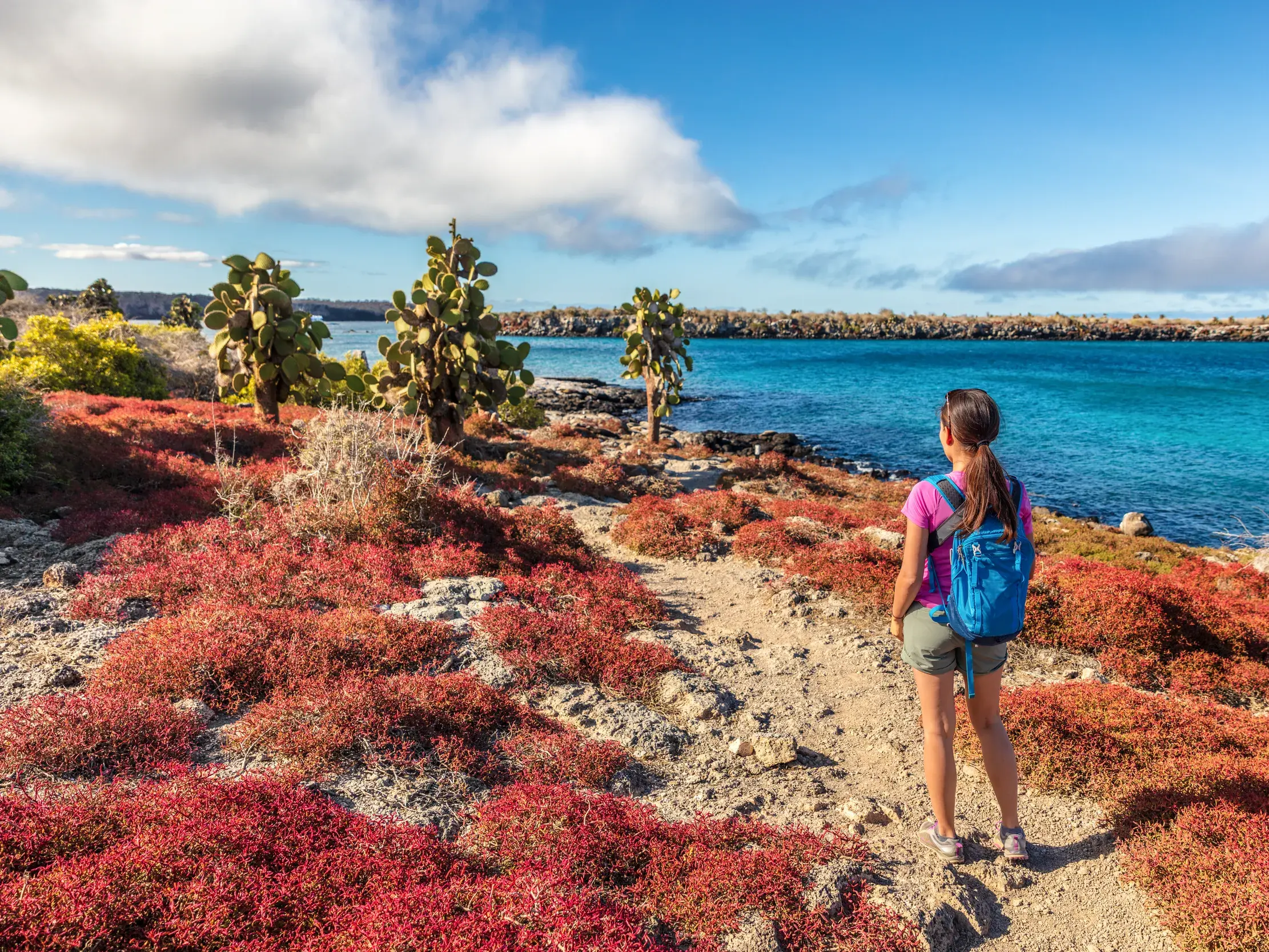 Frau wandert auf einem Küstenpfad der Galápagos-Inseln durch rote Sukkulenten und Opuntia-Kakteen mit Blick auf das Meer.
