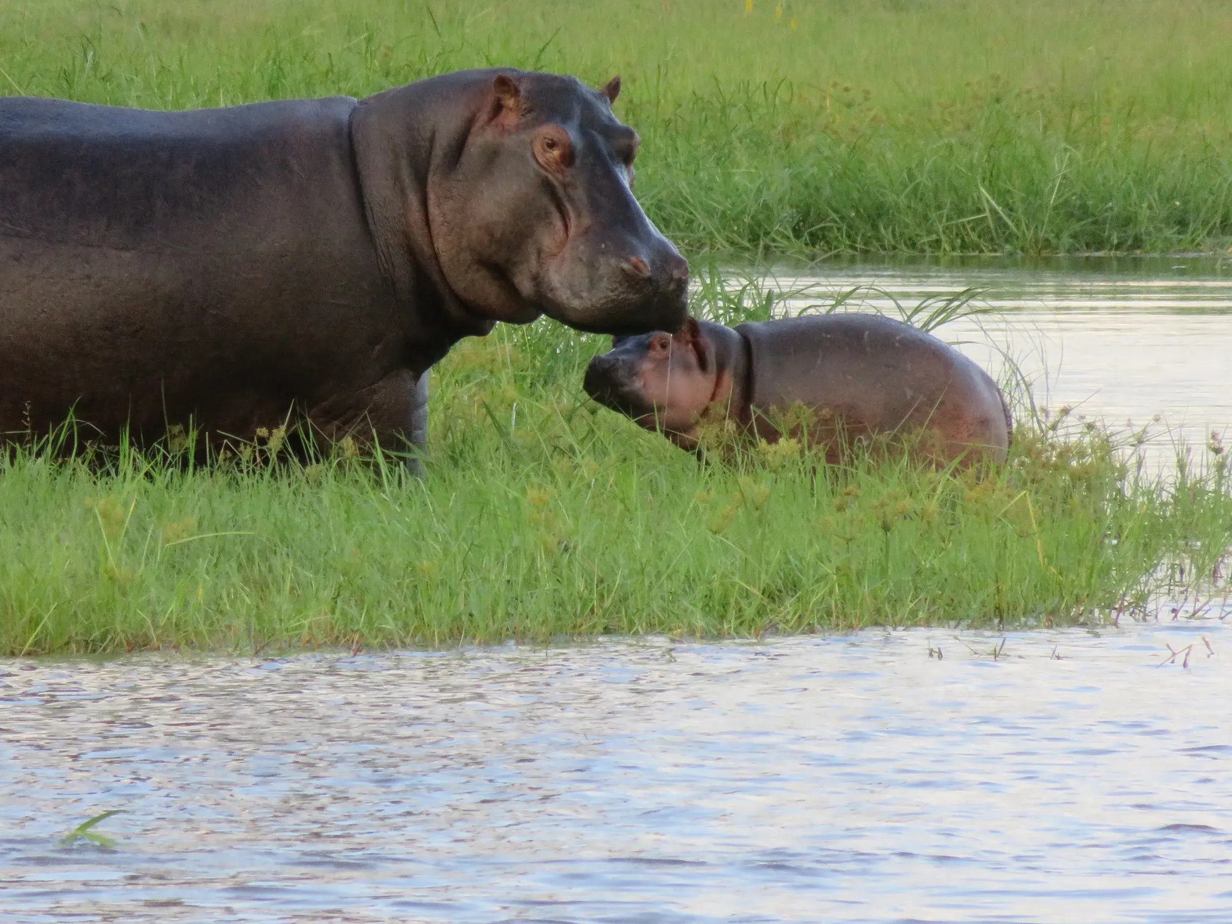 Ein Nilpferd-Muttertier stupst liebevoll sein Jungtier am grasbewachsenen Ufer des Okavango Deltas in Botswana an.