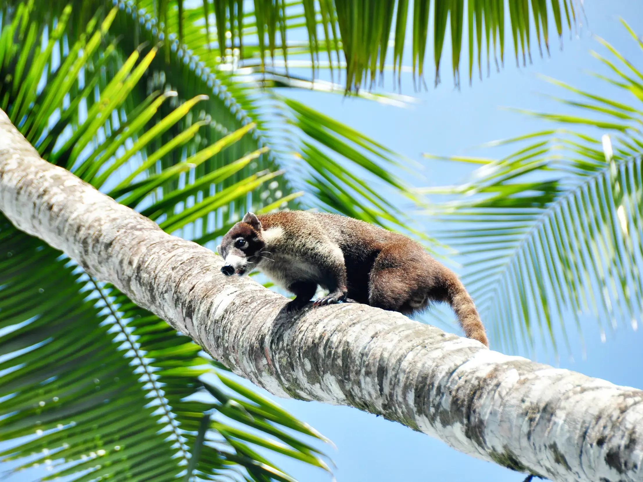 Ein Weißrüssel-Nasenbär klettert auf einem dicken Palmenstamm, im Hintergrund grüne Palmwedel und blauer Himmel.