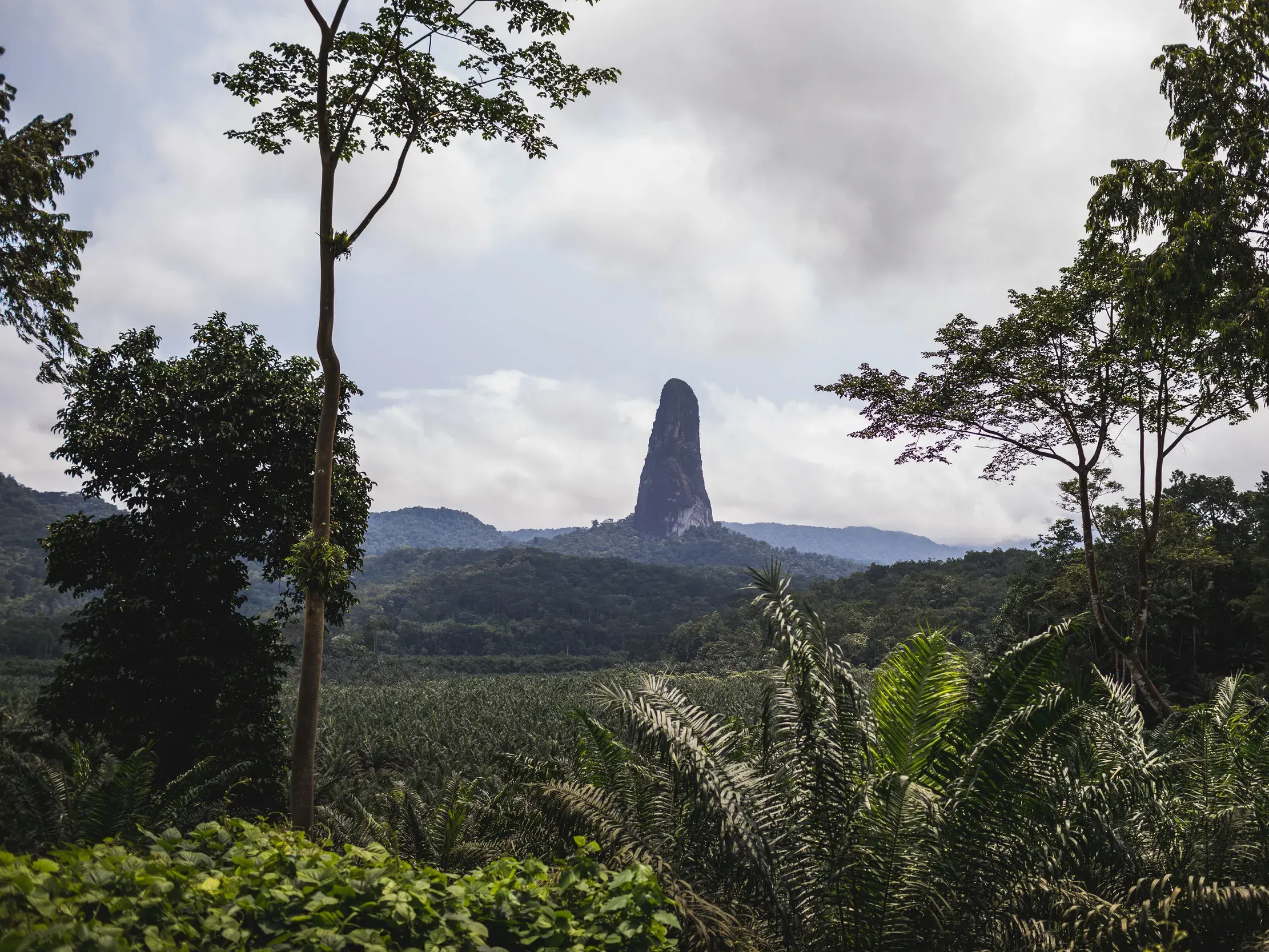 Blick durch tropische Bäume auf den markanten Vulkanfelsen Pico Cão Grande, der aus dem dichten Regenwald auf São Tomé ragt.