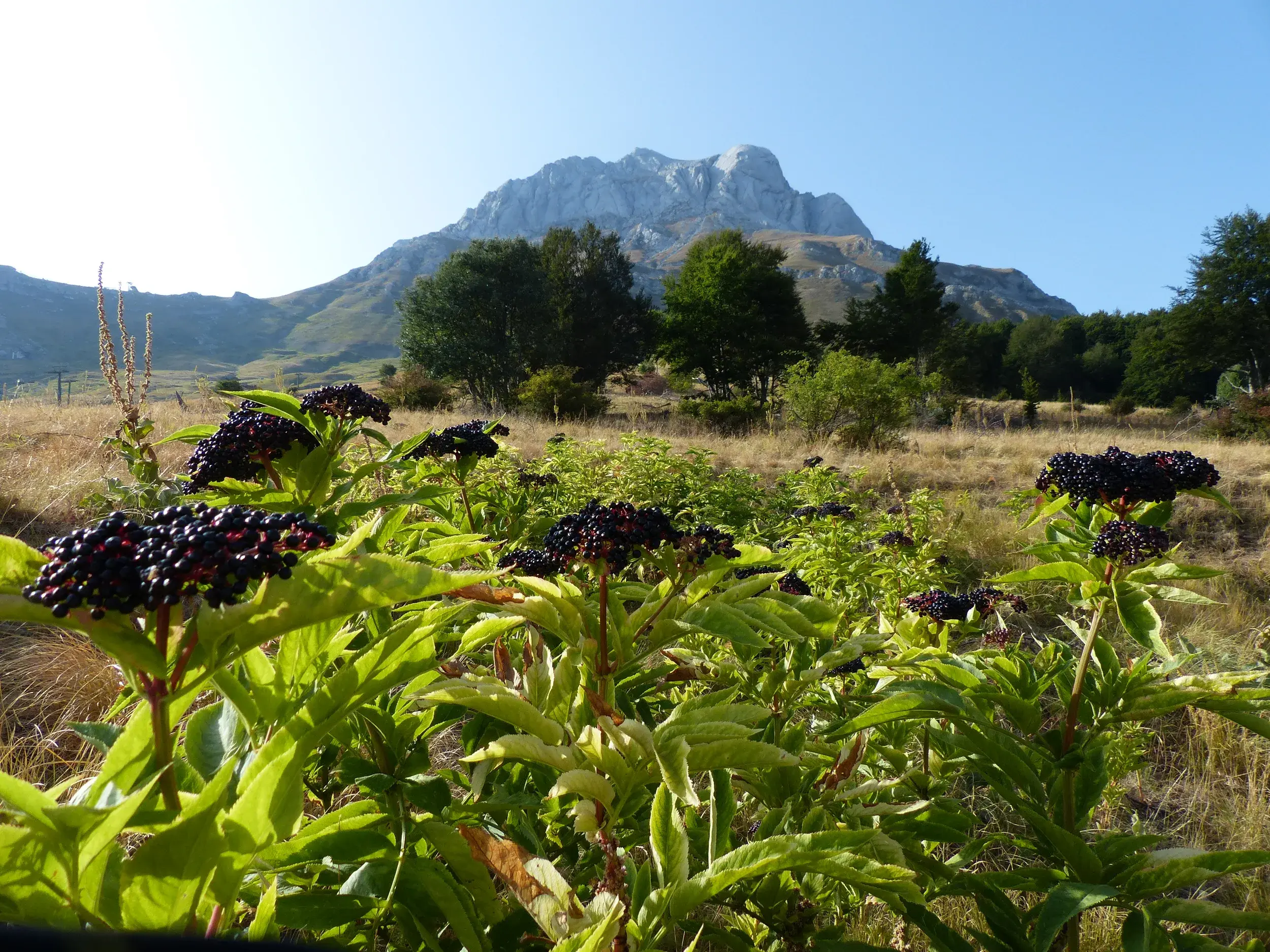 Wilde Beeren auf einer sonnigen Bergwiese im Nationalpark Gran Sasso mit Blick auf den mächtigen Gran Sasso d'Italia.