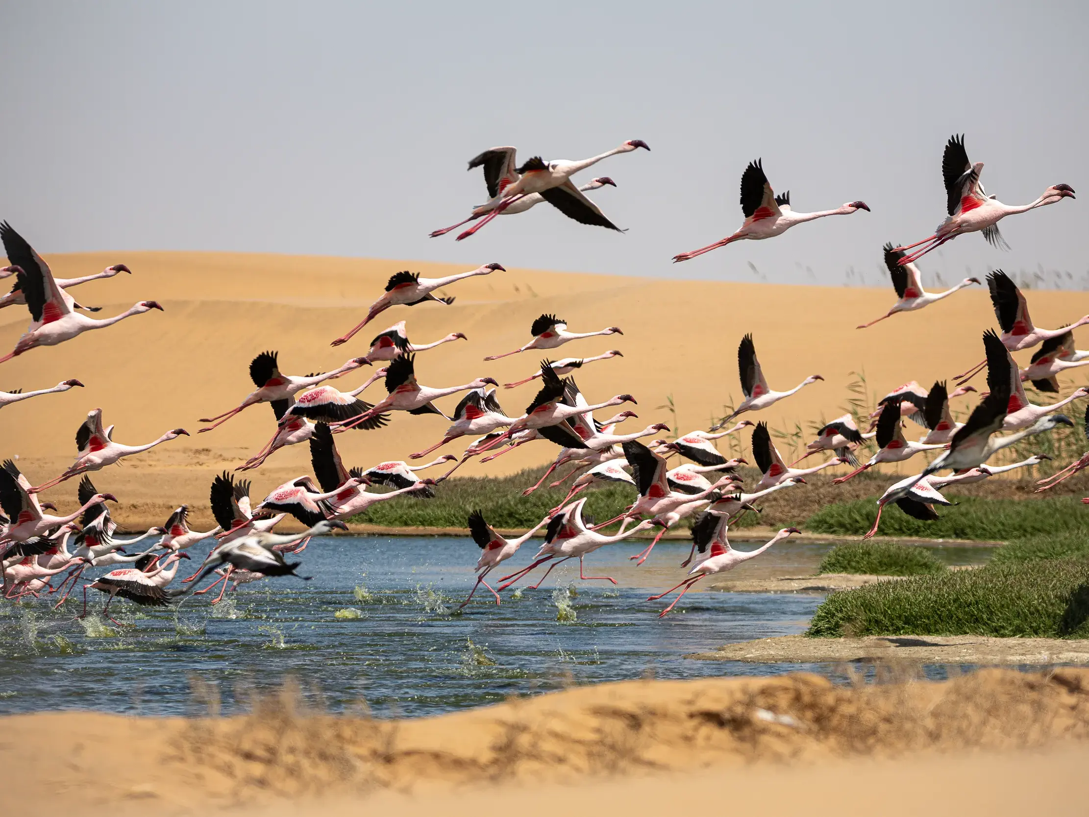Ein großer Schwarm rosa Flamingos hebt von der Lagune in Walvis Bay ab, im Hintergrund erheben sich die Sanddünen Namibias.