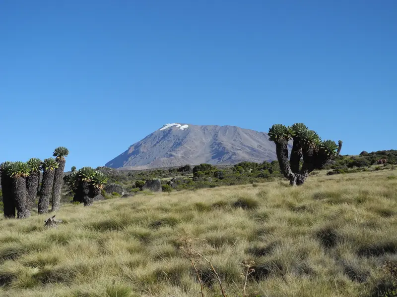 Weite Moorlandschaft mit endemischen Riesensenecien auf der Marangu-Route und Blick auf den schneebedeckten Kibo-Gipfel.