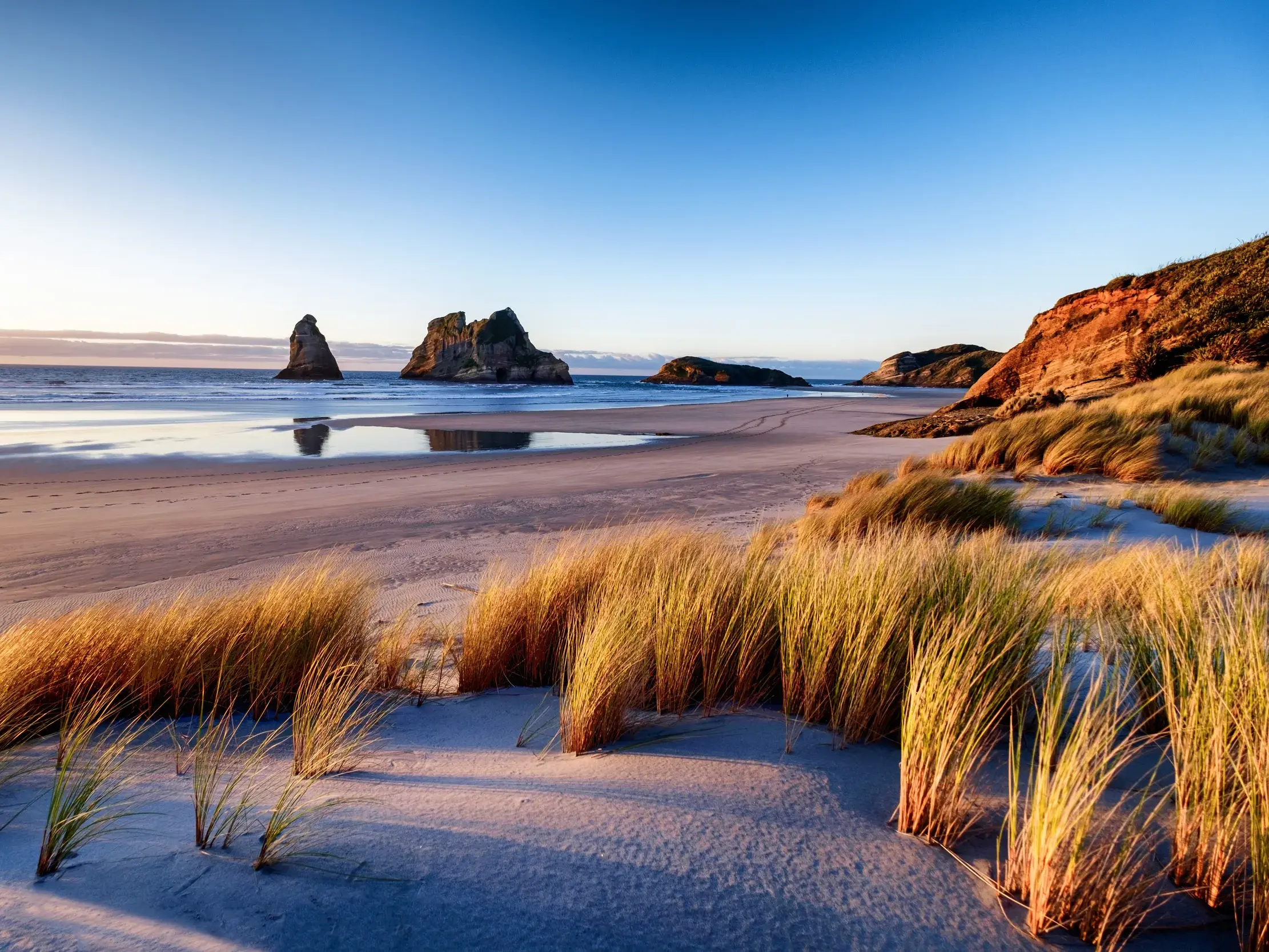 Abendsonne beleuchtet Dünengras am Wharariki Beach in Neuseelands Golden Bay mit markanten Felsen in der Tasmanischen See.