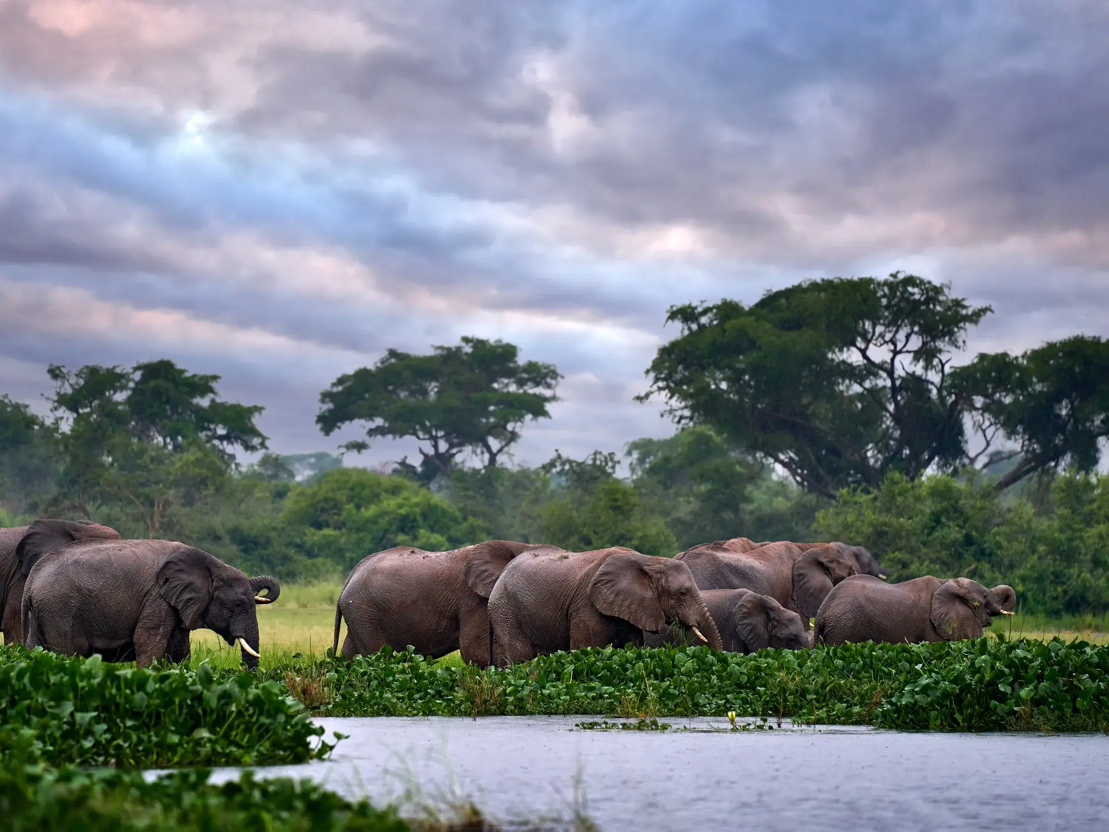 Große Elefantenherde am Ufer des Nils während einer Boots-Safari im Murchison Nationalpark in Uganda bei Sonnenuntergang.