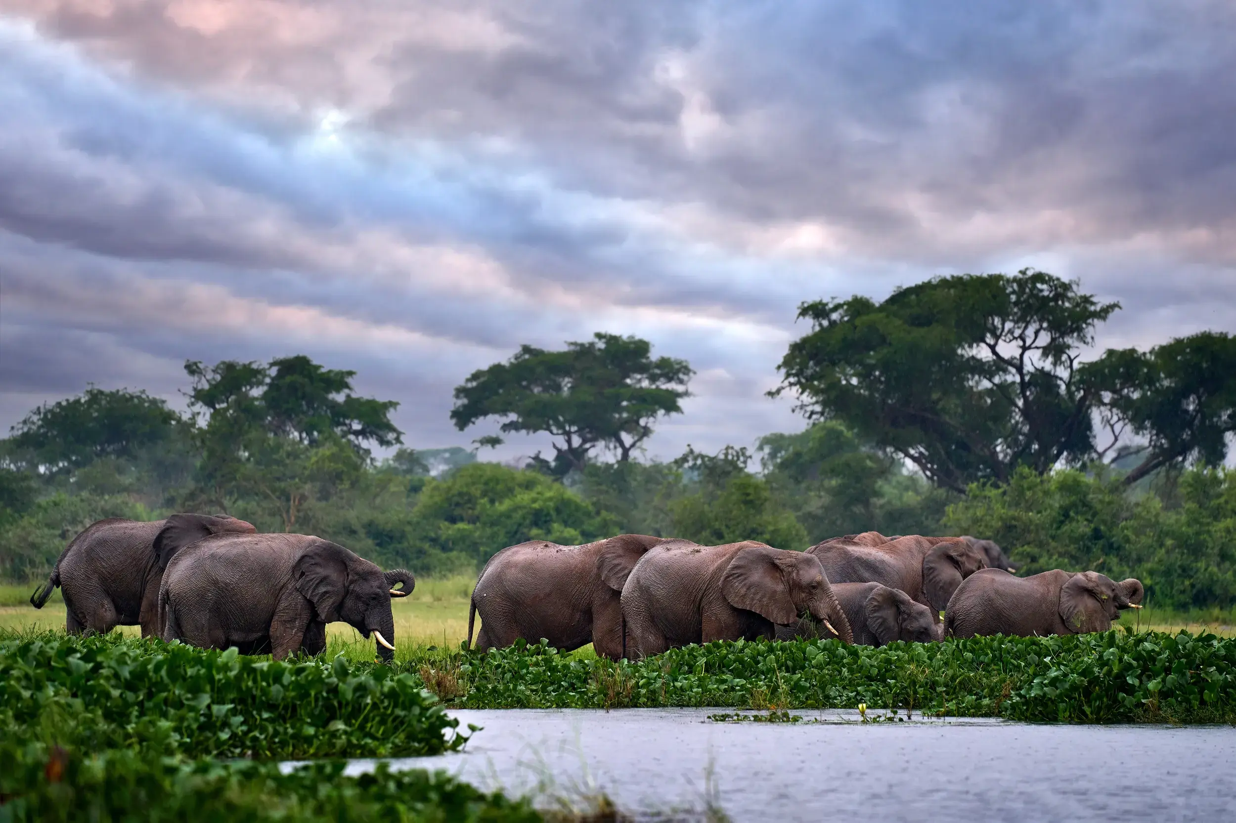 Große Elefantenherde am Ufer des Nils während einer Boots-Safari im Murchison Nationalpark in Uganda bei Sonnenuntergang.