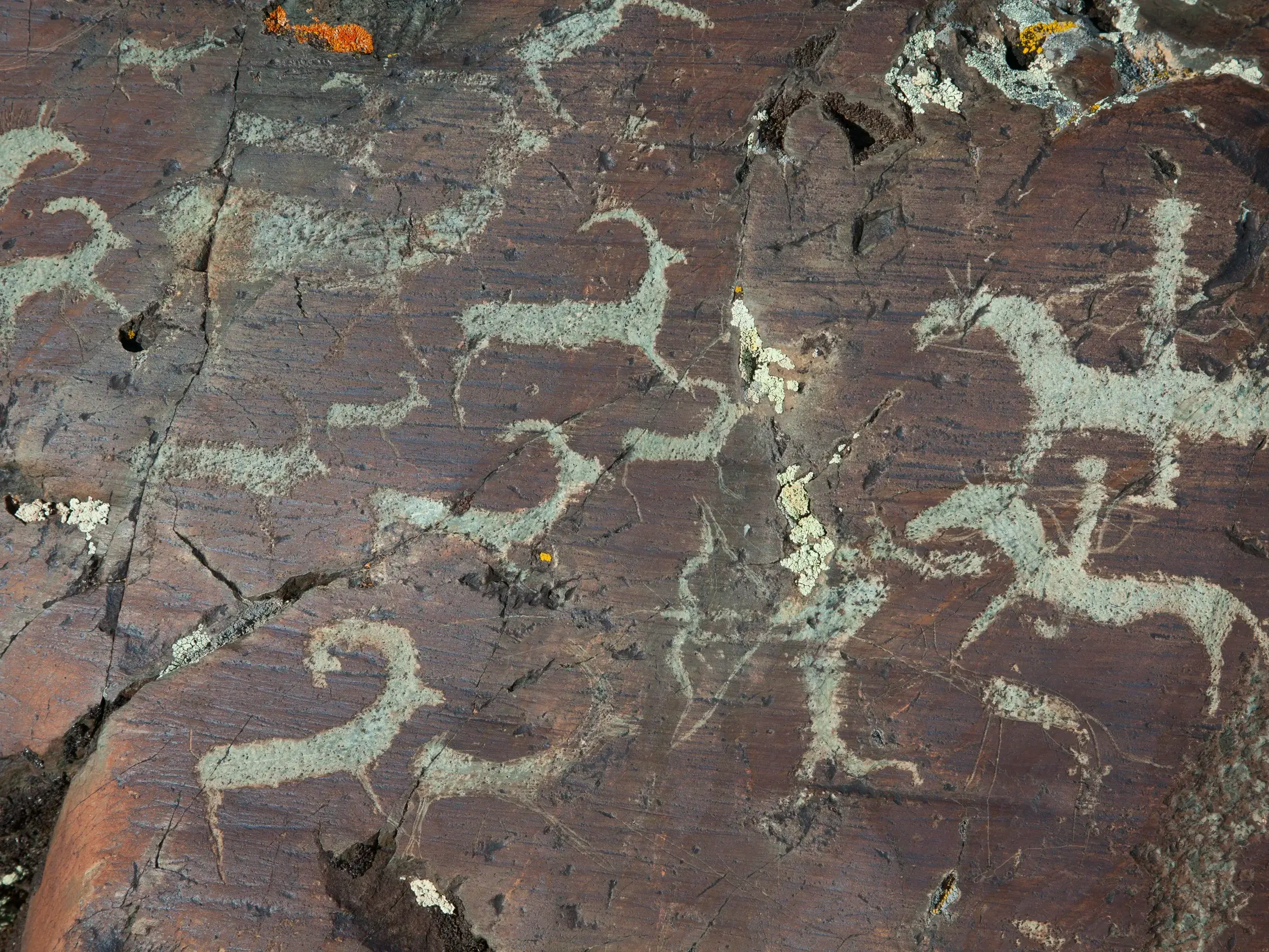 Nahaufnahme von historischen Petroglyphen mit stilisierten Steinböcken und Reitern im mongolischen Altai-Tawan-Bogd-Nationalpark.