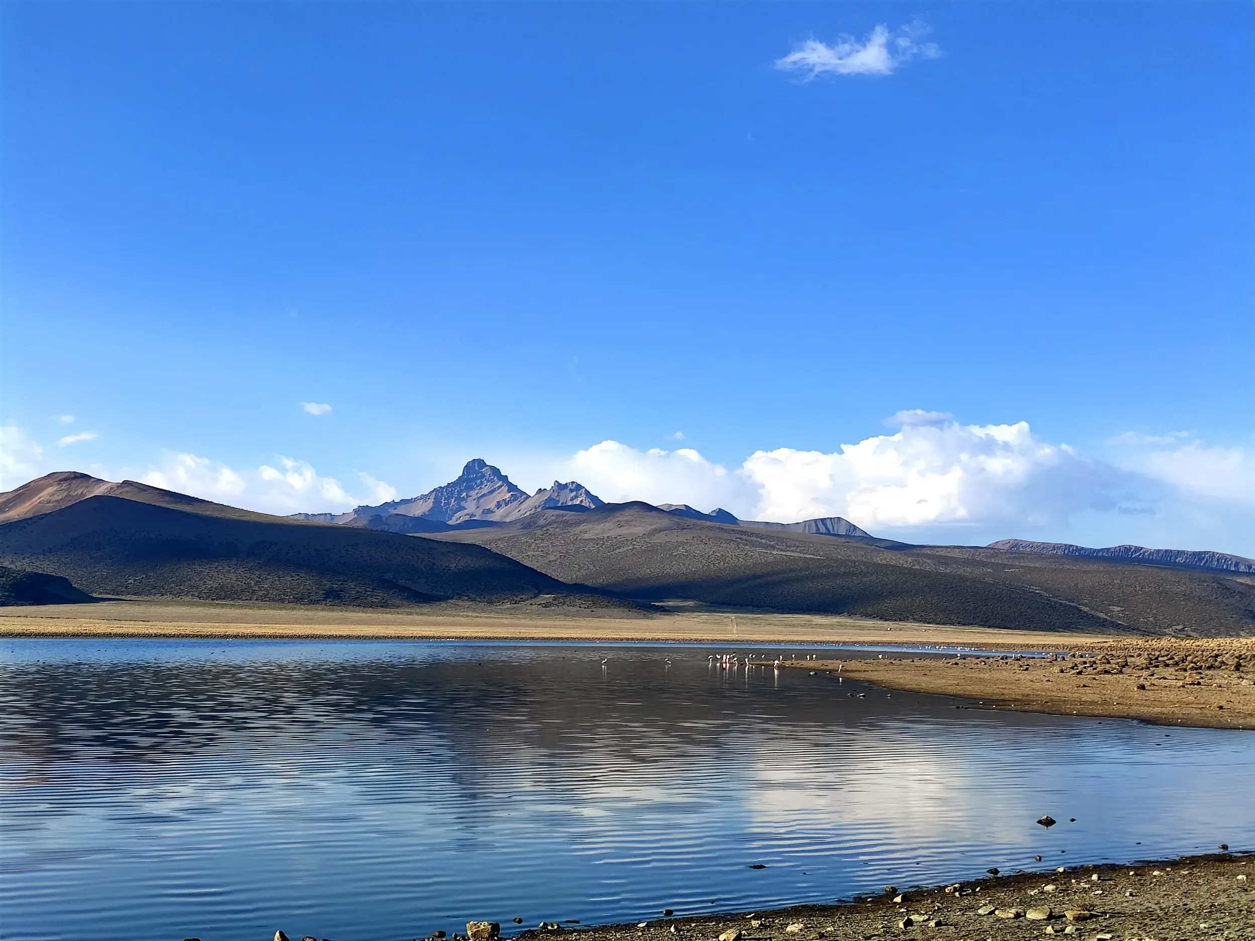 Panoramablick auf die Lagune Saquewa mit Andenflamingos und die Bergkette im bolivianischen Sajama Nationalpark.