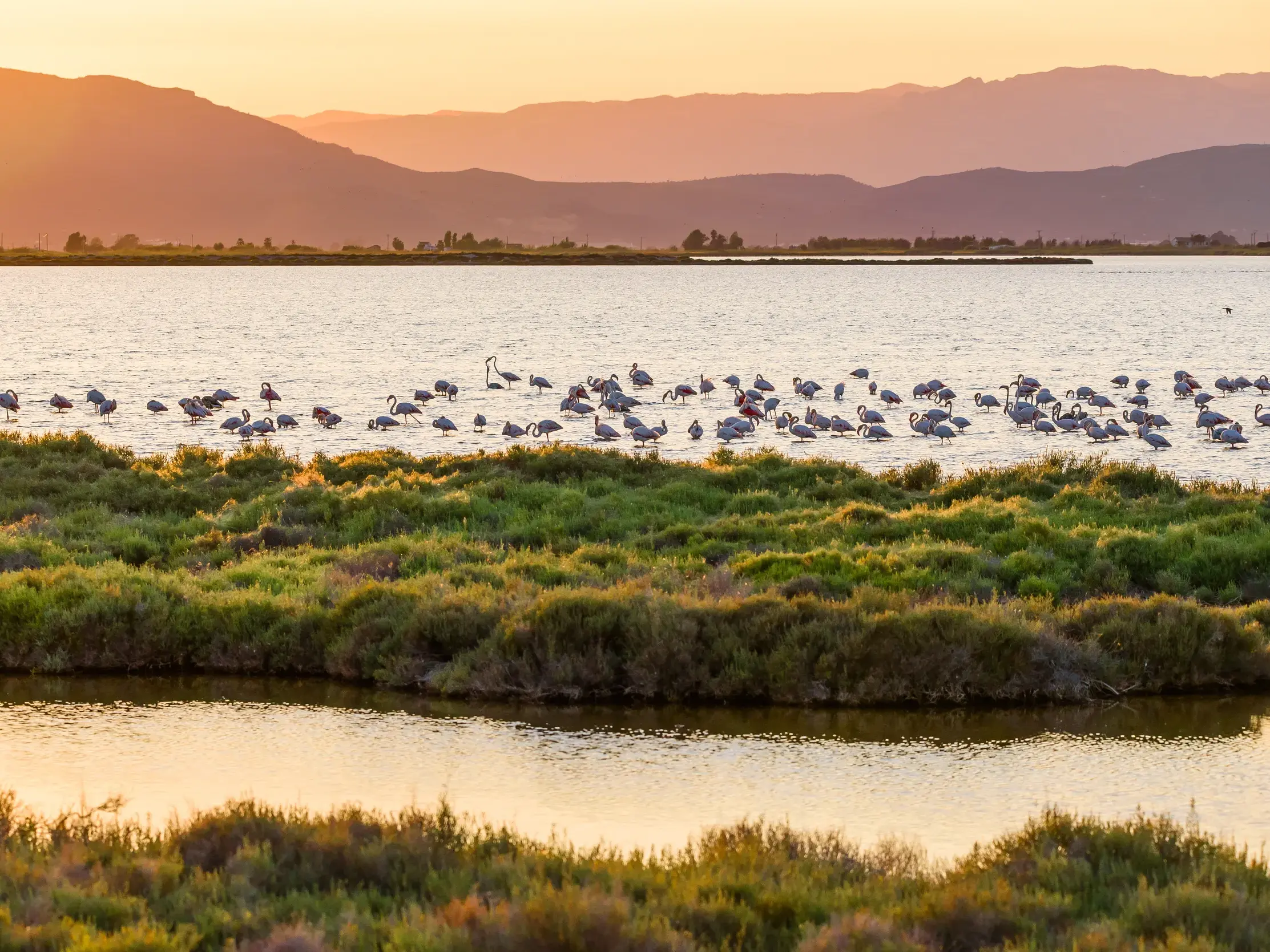 Ein Schwarm Flamingos bei der Nahrungssuche im seichten Wasser des Naturparks Delta del Ebro im warmen Abendlicht.