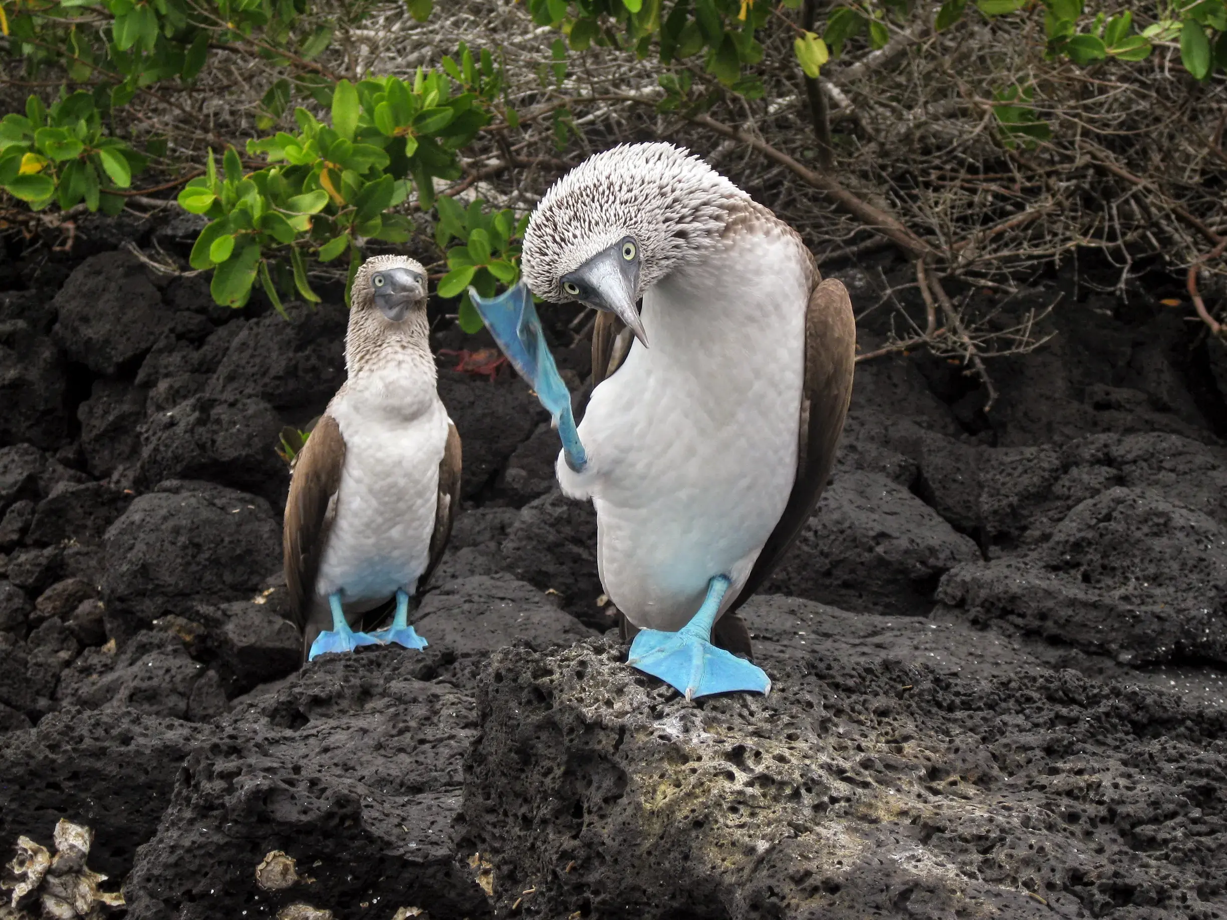 Ein Blaufußtölpel präsentiert seinen leuchtend blauen Fuß während der Balz auf vulkanischem Gestein der Galápagos-Inseln.