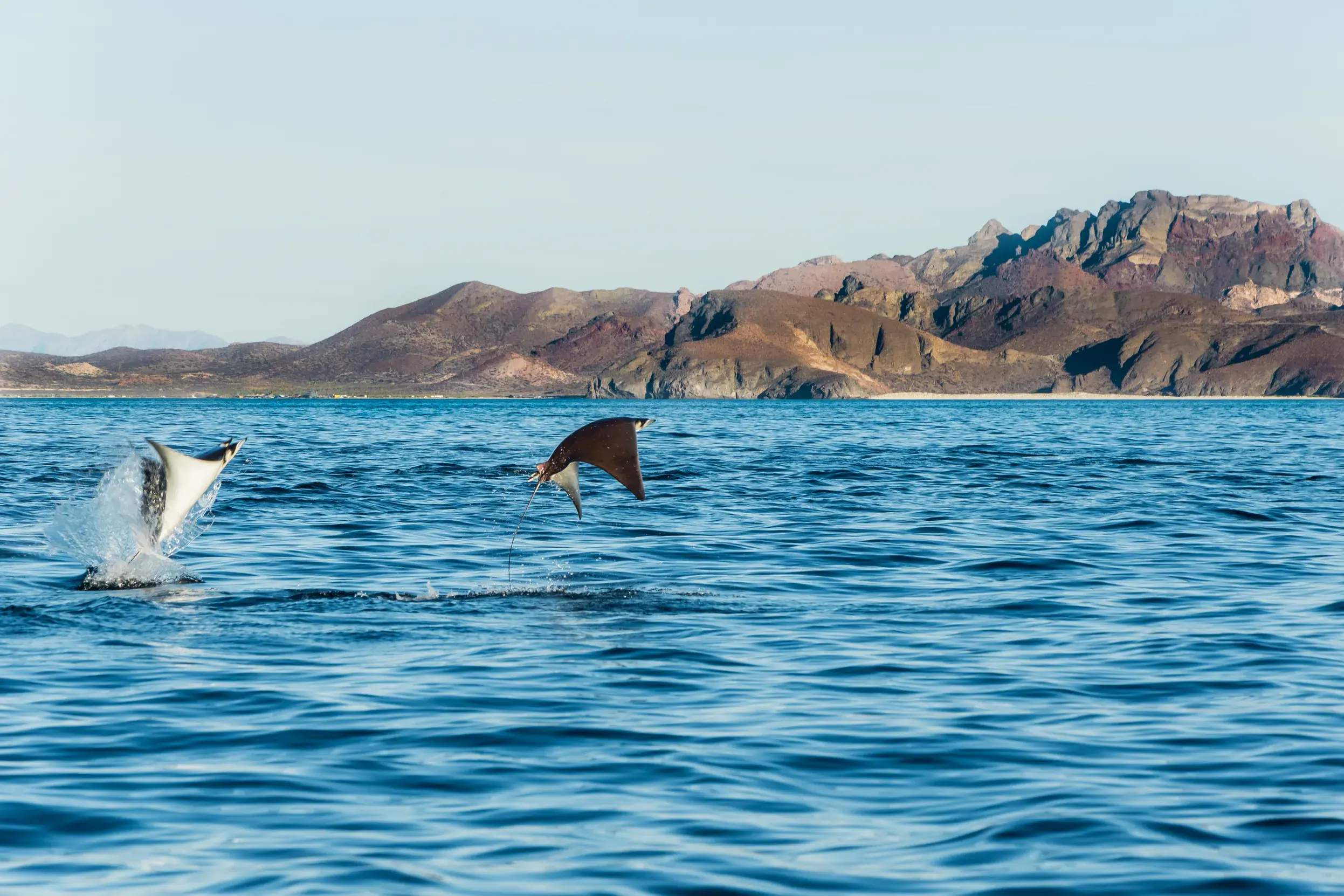 Zwei Mobula-Rochen springen aus dem blauen Meer im Nationalpark Bahía de Loreto vor der Felsküste von Baja California.
