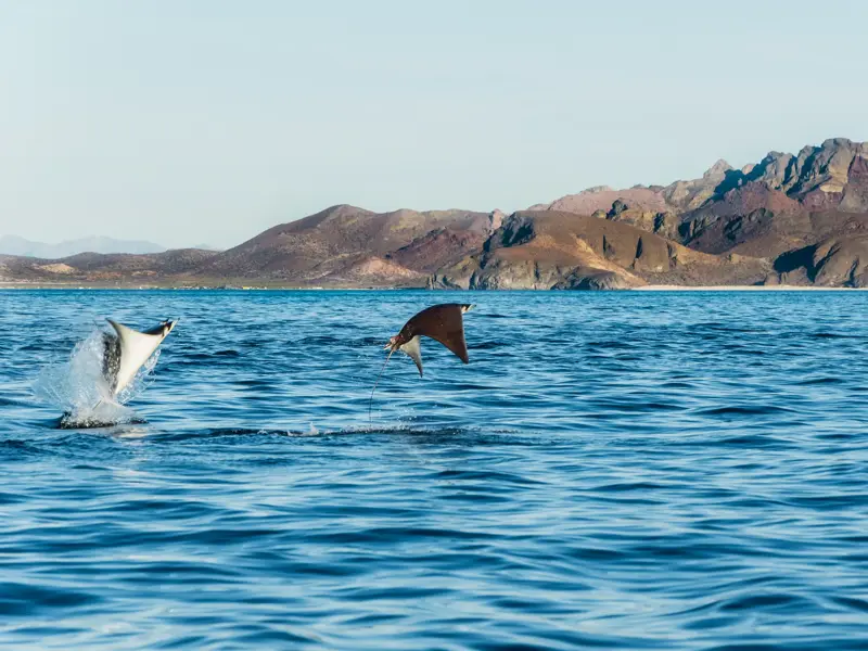 Zwei Mobula-Rochen springen aus dem blauen Meer im Nationalpark Bahía de Loreto vor der Felsküste von Baja California.