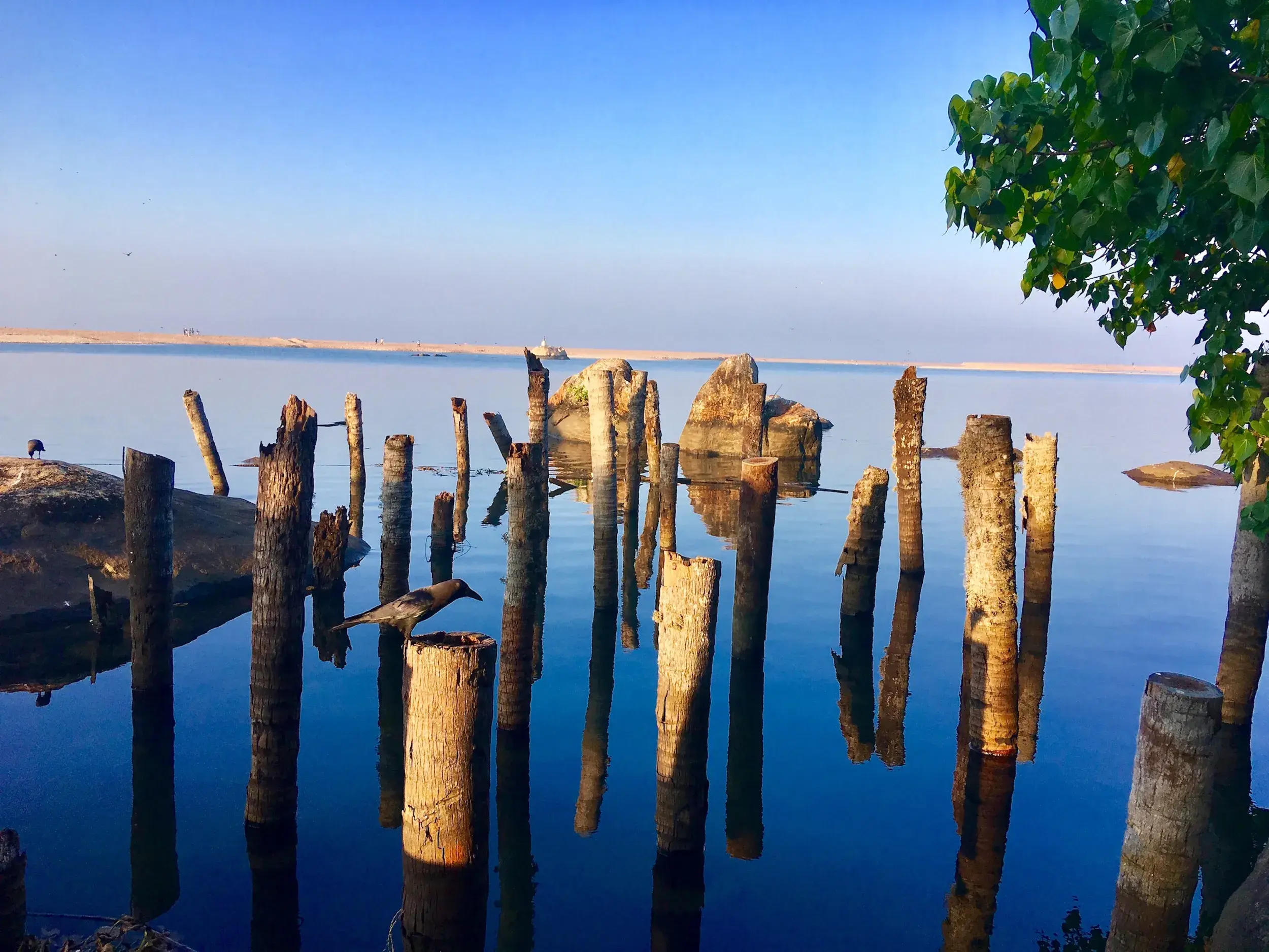 Ruhige Wasseroberfläche des Vembanad-Sees in Kerala mit verwitterten Holzpfählen und einer Krähe unter blauem Himmel.