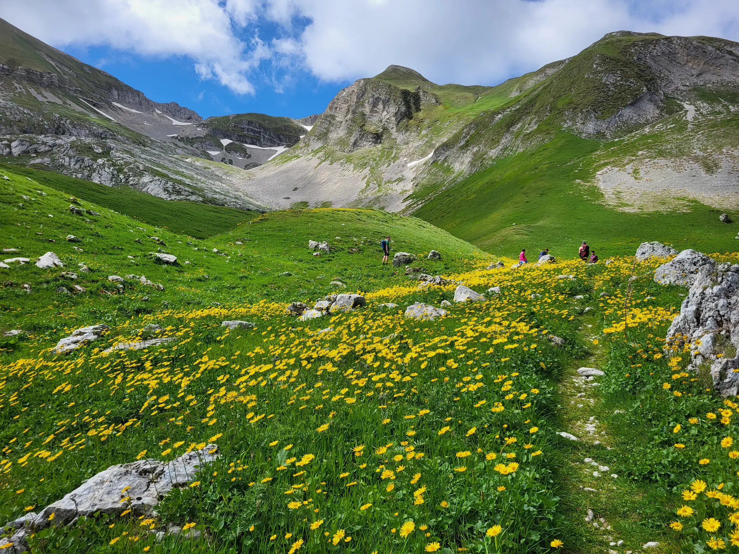 Wanderer auf einem Pfad durch eine blühende, gelbe Wiese auf der Piano Grande im Nationalpark Monti Sibillini bei Sonnenschein.