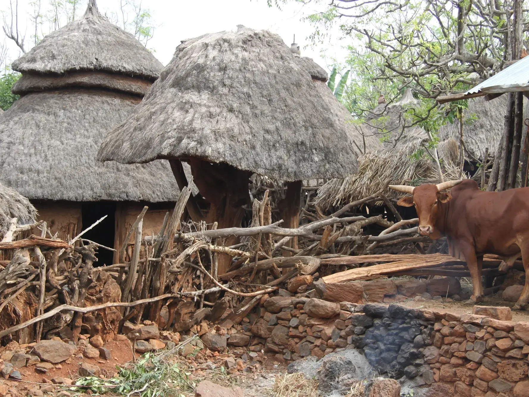Ein Rind mit Hörnern steht auf einer Steinterrasse vor traditionellen Rundhütten in einem Konso-Dorf in Südäthiopien.