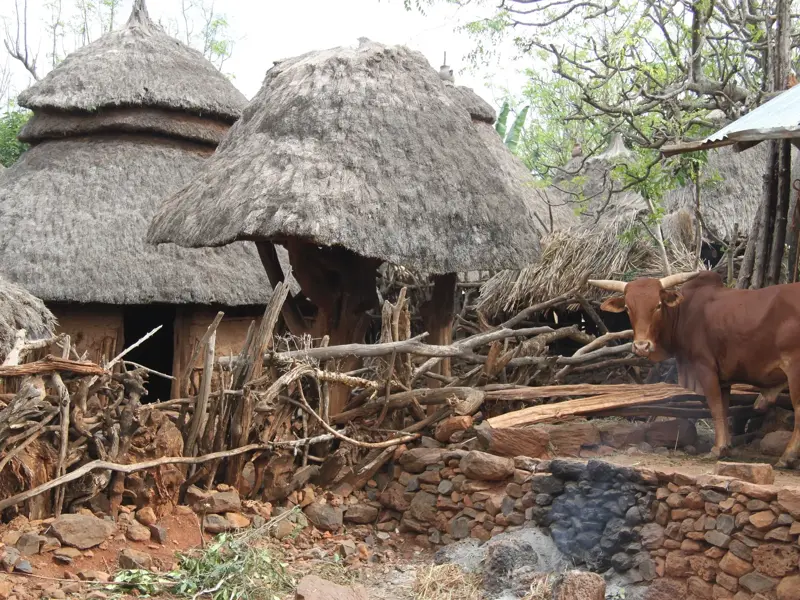 Ein Rind mit Hörnern steht auf einer Steinterrasse vor traditionellen Rundhütten in einem Konso-Dorf in Südäthiopien.