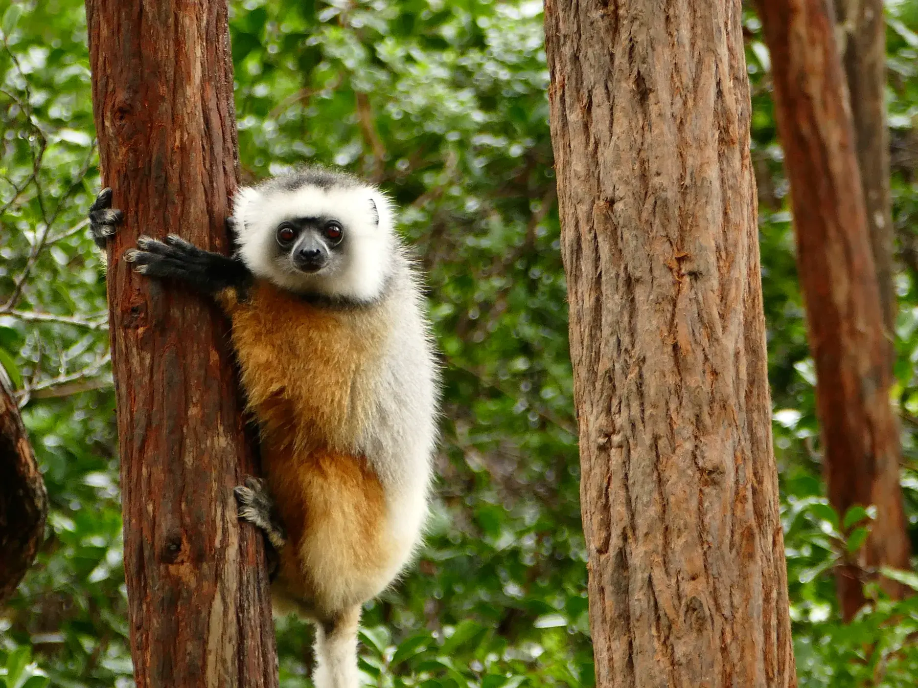 Ein Coquerel-Sifaka klammert sich mit großen Augen an einen Baumstamm und blickt während einer Trekking-Reise in Madagaskar.
