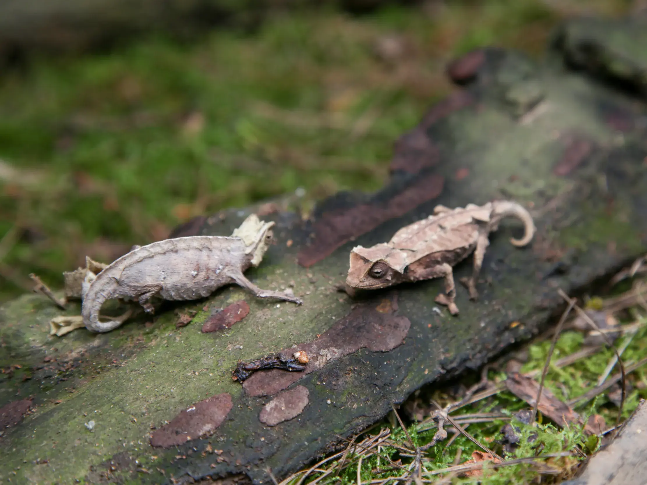Zwei winzige Erdchamäleons, perfekt als trockenes Laub getarnt, auf moosbewachsenem Waldboden während einer Wanderung in Madagaskar.