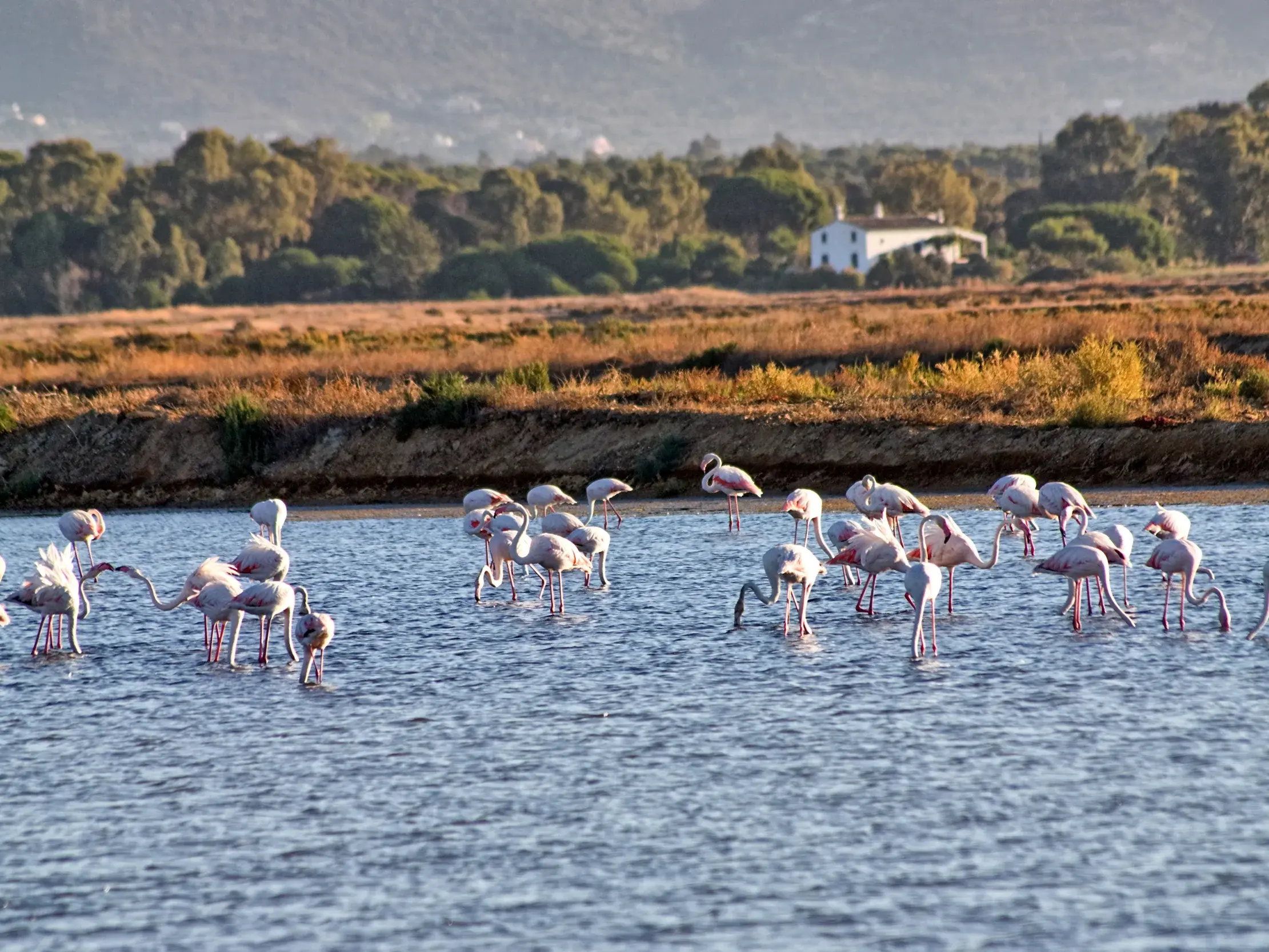 Ein Schwarm Flamingos sucht im seichten Wasser des Naturparks Ria Formosa an der Algarve nach Futter.