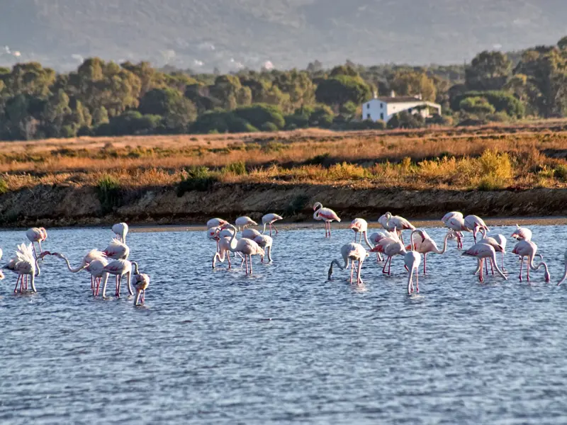 Schwarm rosa Flamingos bei der Futtersuche in der flachen Lagune des Naturparks Ria Formosa an der portugiesischen Algarve.