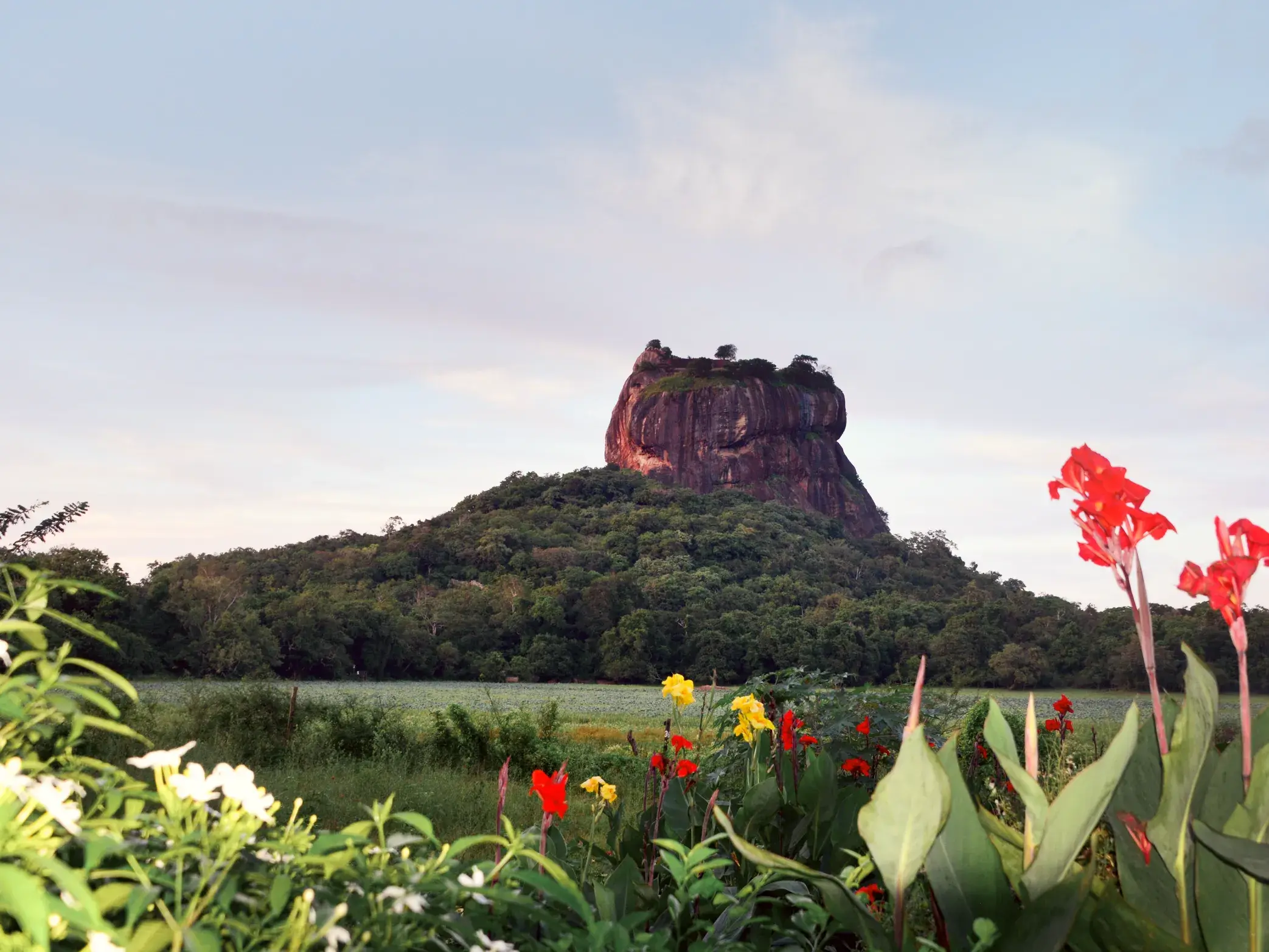Der imposante Sigiriya-Felsen in Sri Lanka, umgeben von dichtem Dschungel, gesehen von einem Garten mit bunten Blumen.
