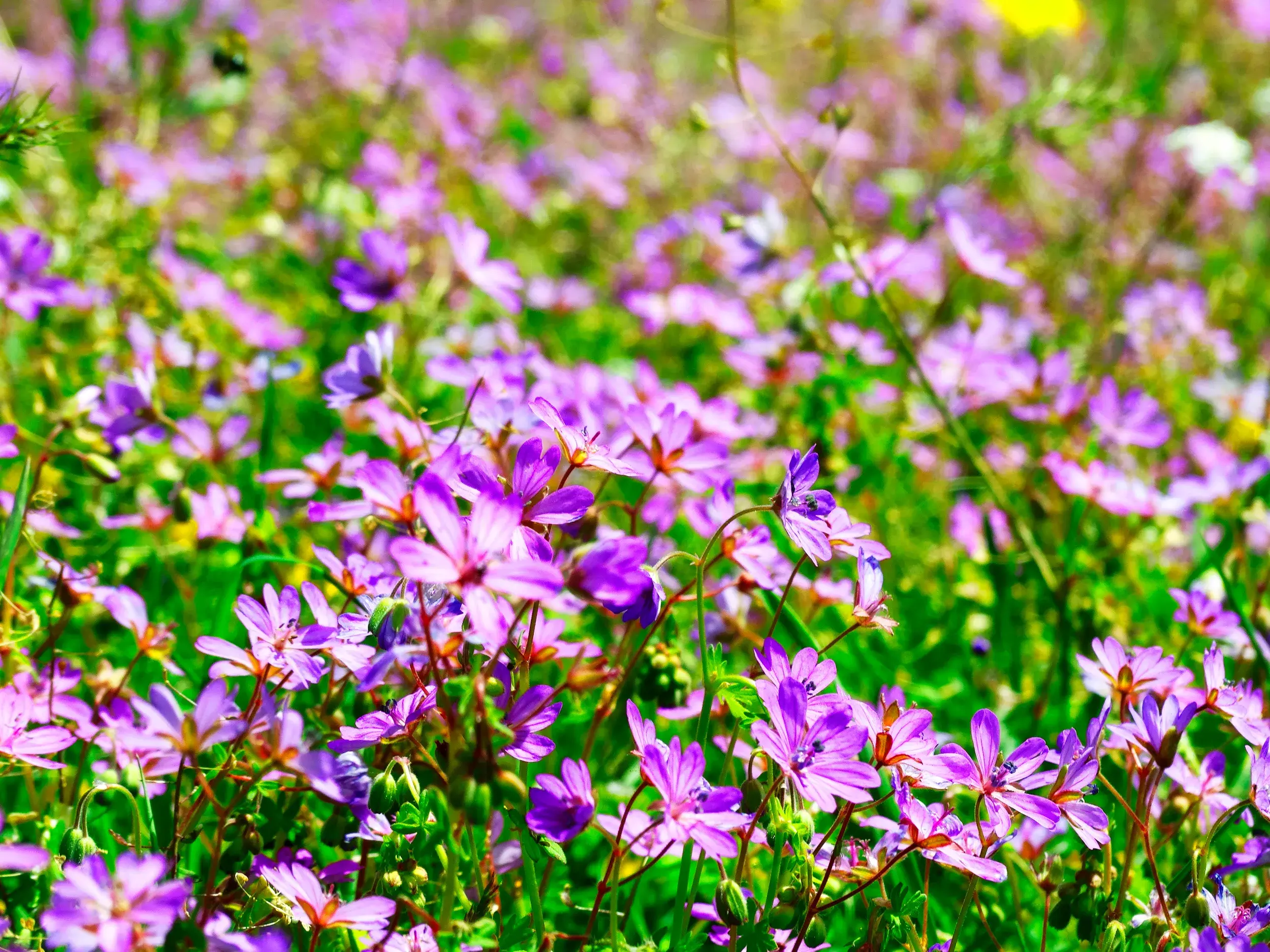 Nahaufnahme von unzähligen, leuchtend lila Wildblumen auf einer sonnigen Bergwiese während einer Wanderung in Albanien.
