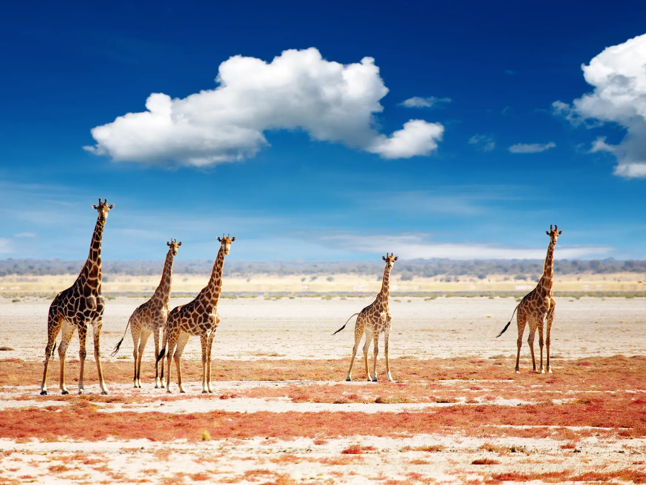 Eine Gruppe eleganter Giraffen blickt wachsam über die rote, trockene Landschaft des Etoscha-Nationalparks in Namibia.