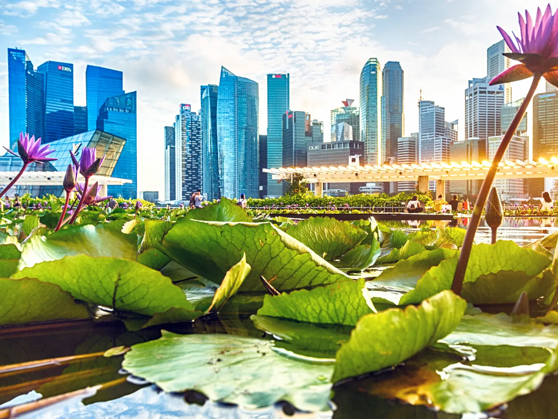 Üppige Seerosen und Lotusblüten in einem Teich vor der modernen Skyline von Singapur am Marina Bay bei strahlendem Sonnenschein.