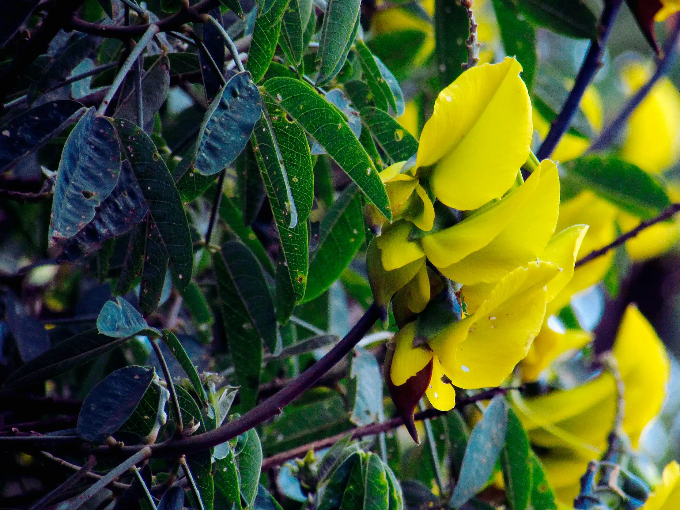 Nahaufnahme leuchtend gelber Blüten während einer Trekking-Tour durch den artenreichen Regenwald am Kilimanjaro in Tansania.