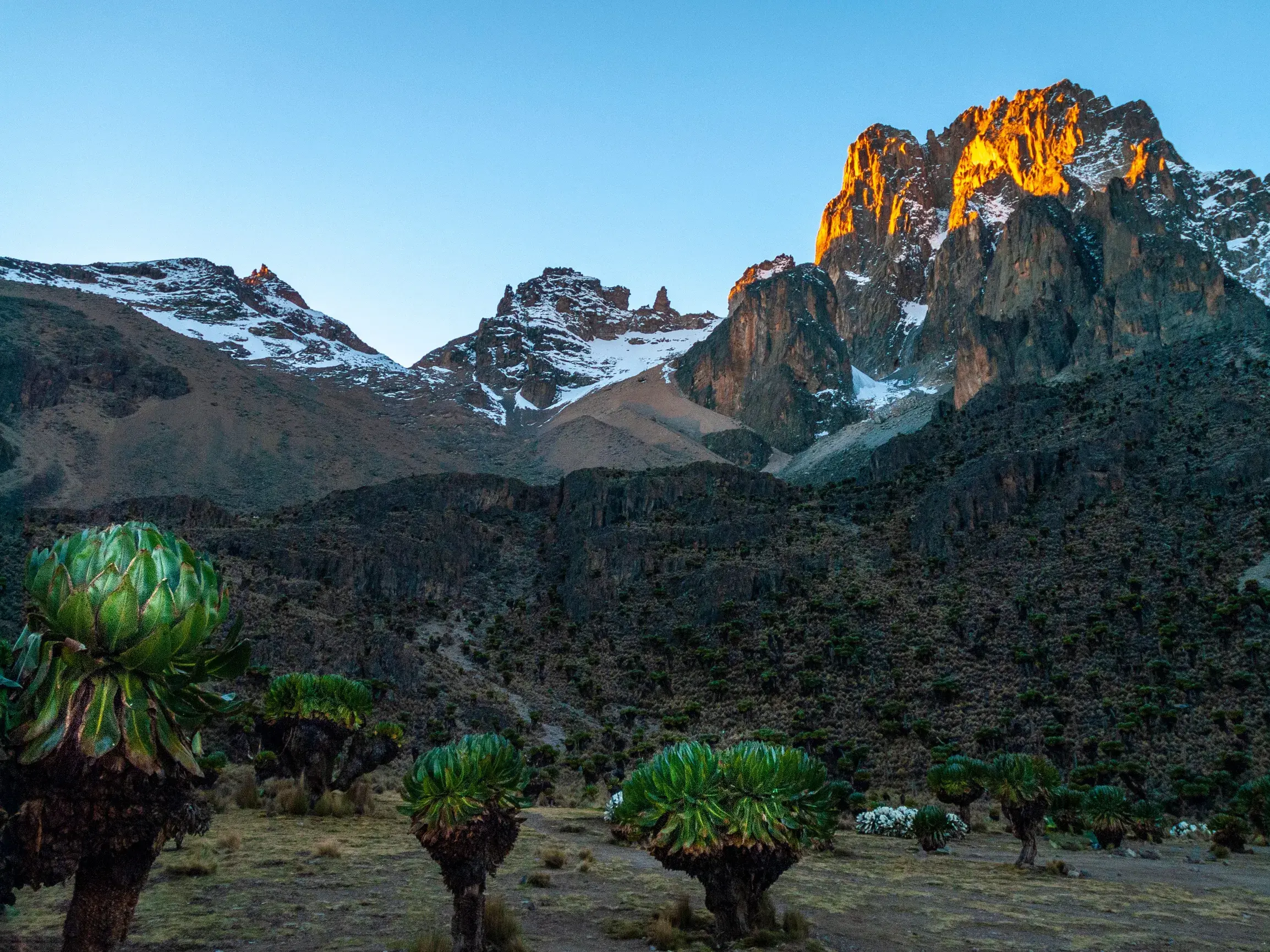 Goldener Sonnenaufgang am Point Lenana des Mount Kenya mit Blick auf die schneebedeckten Gipfel und endemische Senezien.