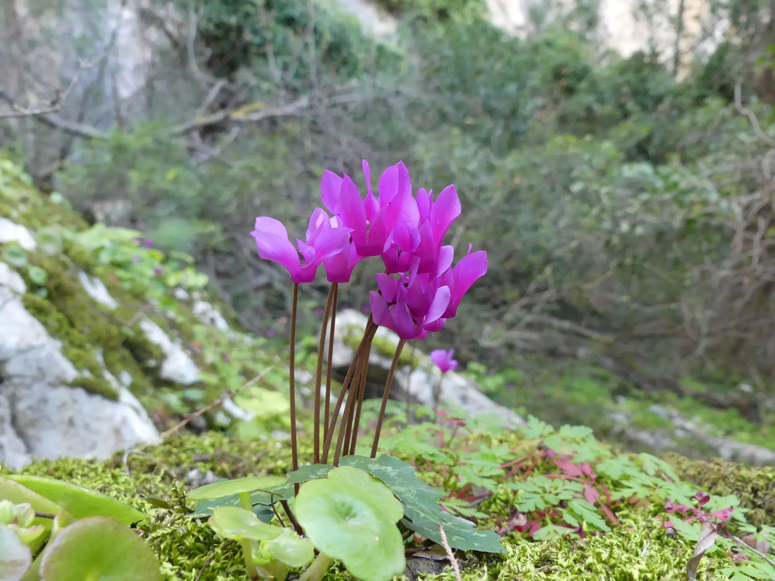 Leuchtend pinke Alpenveilchen blühen auf einem moosbewachsenem Felsen in der wilden Berglandschaft Sardiniens.