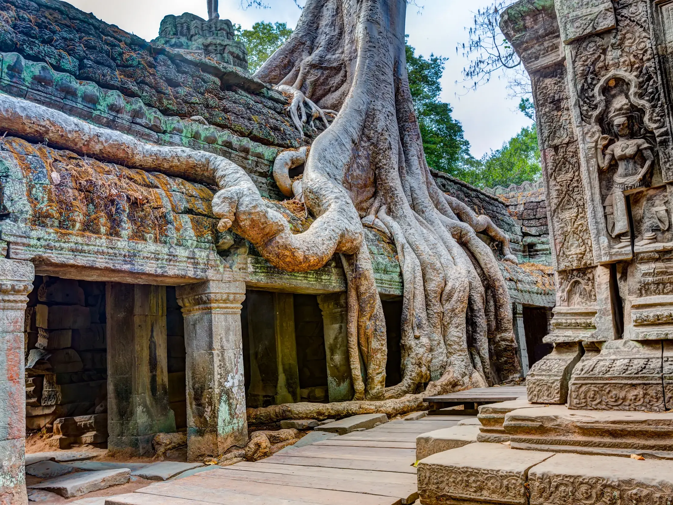 Riesige, knorrige Wurzeln eines Urwaldbaumes überwuchern die alten, steinernen Mauern des Ta Prohm Tempels in Angkor.