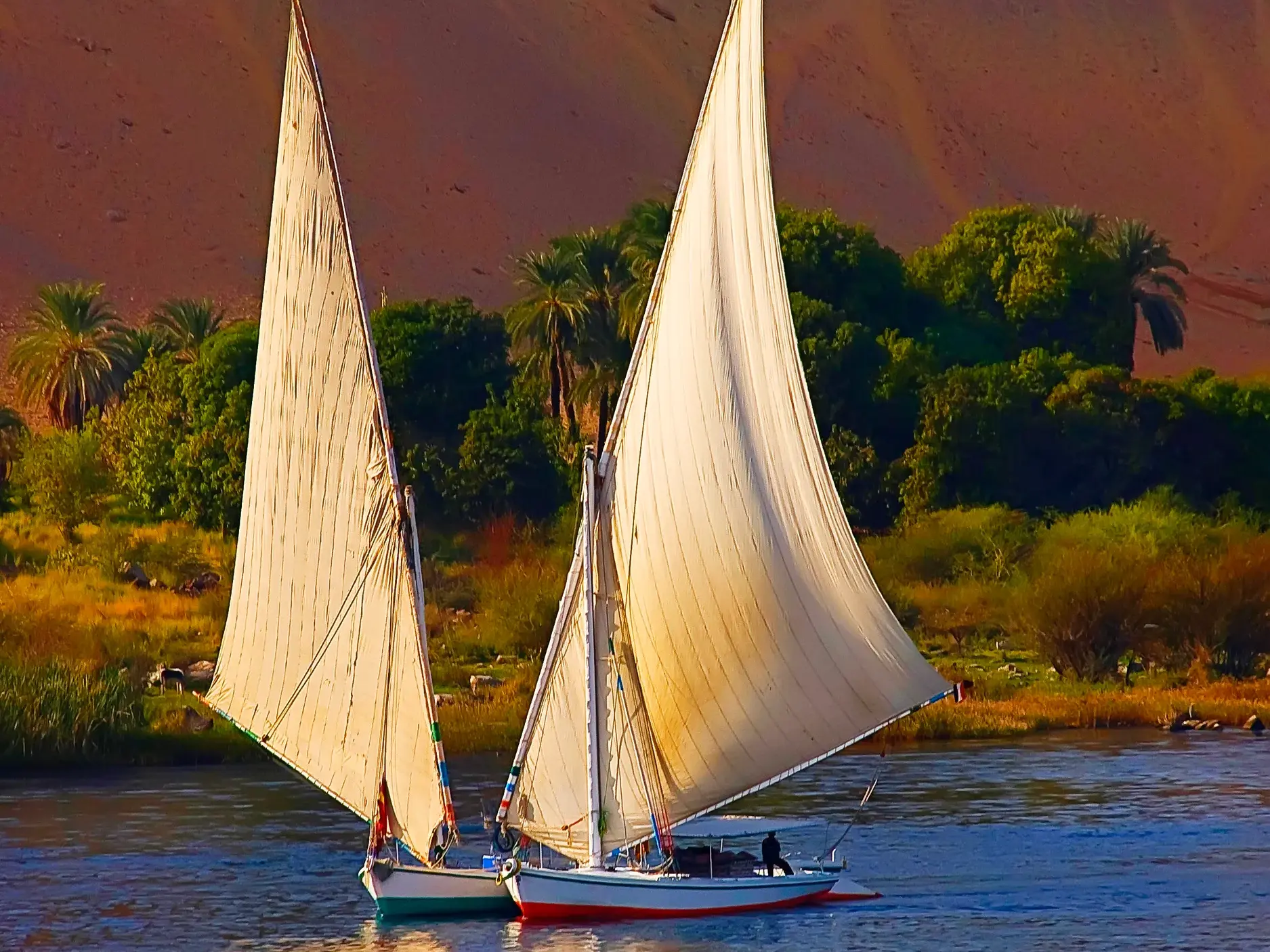 Zwei traditionelle Feluken segeln mit vollen weißen Segeln auf dem Nil bei Assuan entlang des grünen, baumbestandenen Ufers.