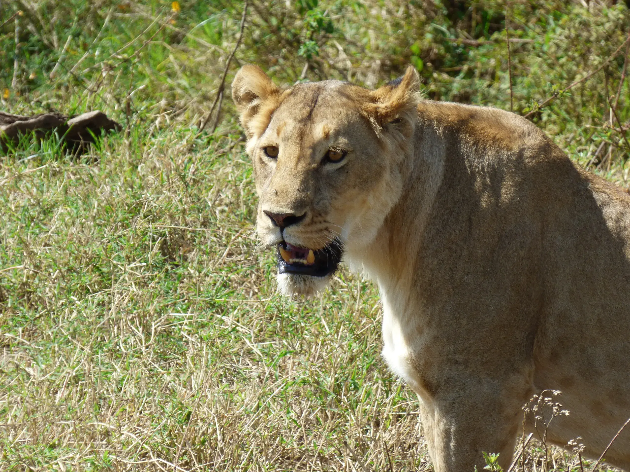 Nahaufnahme einer wachsamen Löwin auf einer Pirschfahrt im Serengeti-Nationalpark während einer Safari in Tansania.