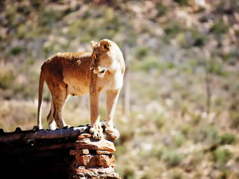 Wachsame Löwin steht auf einer Steinruine und späht in die sonnendurchflutete Savanne des Krüger-Nationalparks.