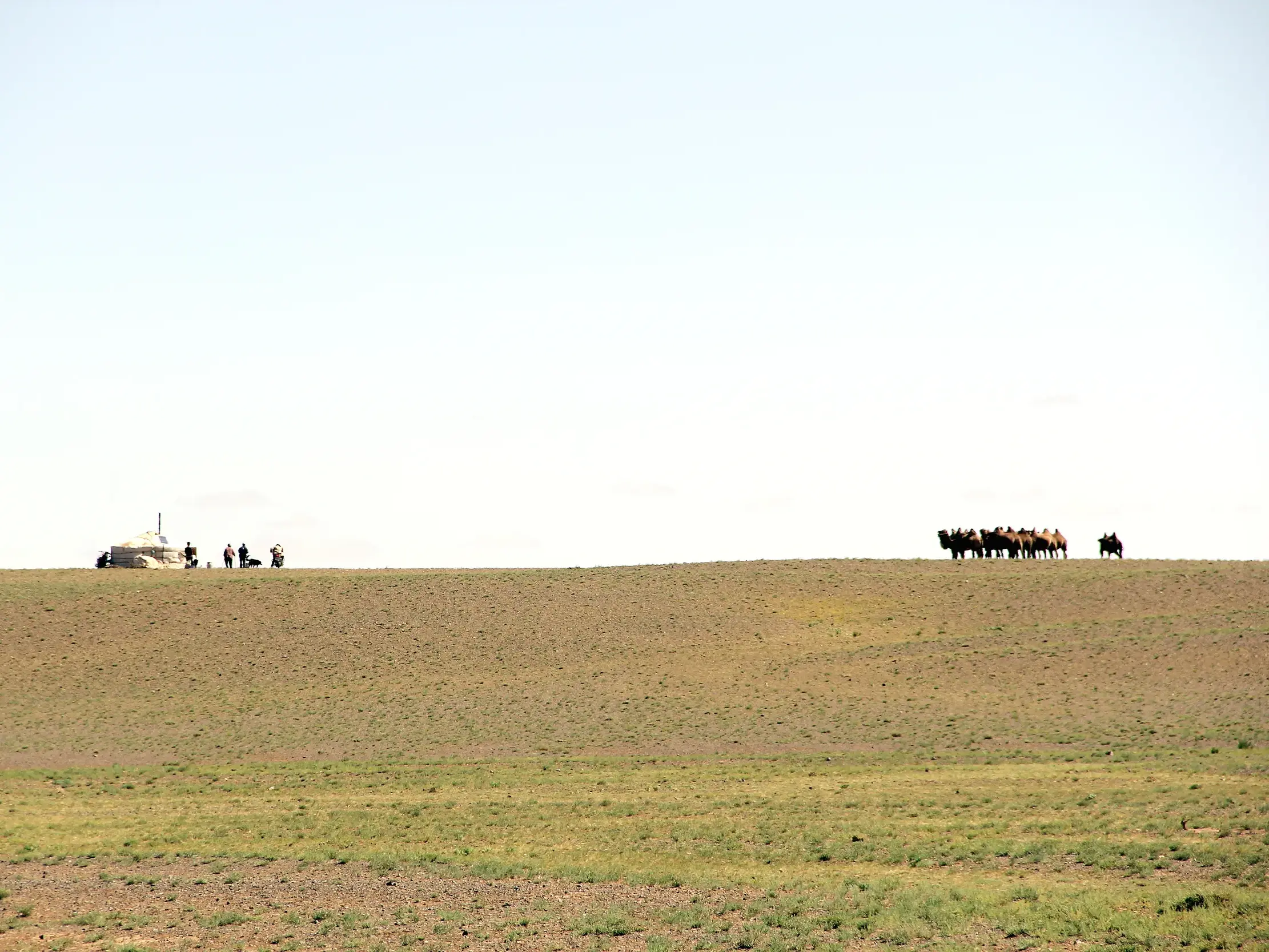 Eine Reisegruppe und eine Kamelkarawane auf einer Anhöhe in der weiten, kargen Landschaft der Wüste Gobi in der Mongolei.