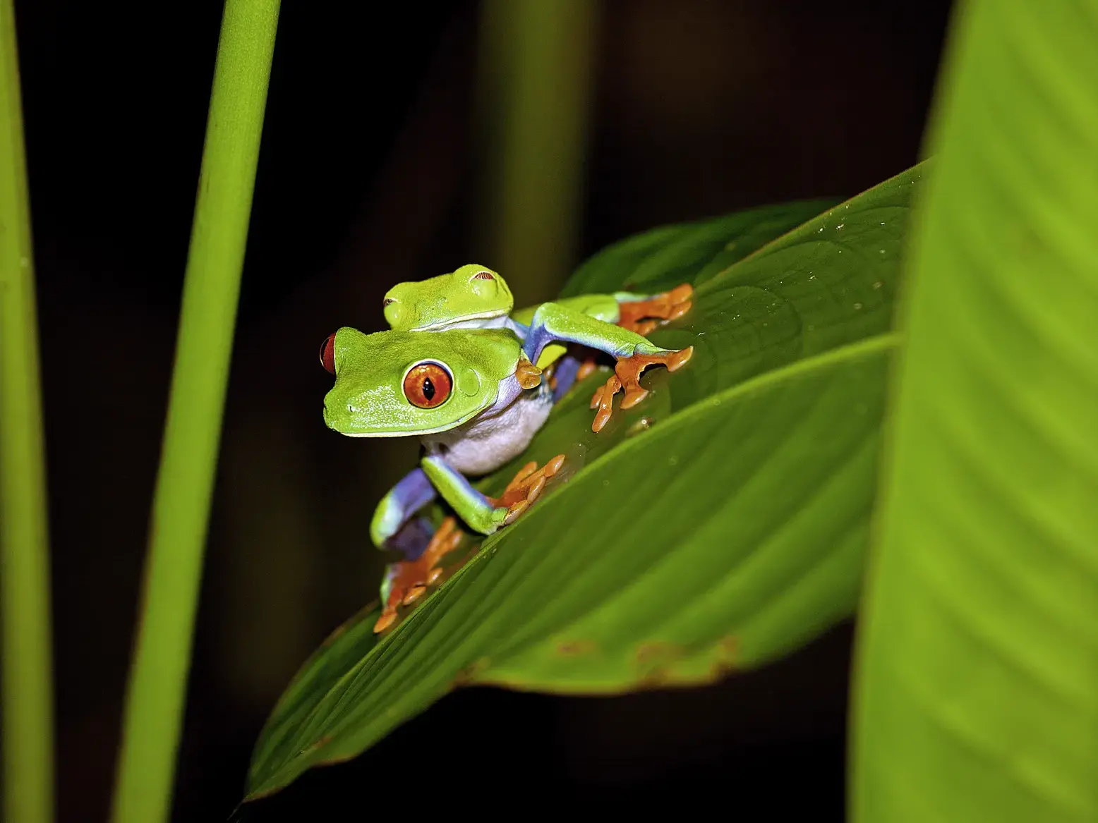Ein leuchtend grüner Rotaugenlaubfrosch trägt einen kleinen Artgenossen auf dem Rücken auf einem Blatt im Regenwald Costa Ricas.