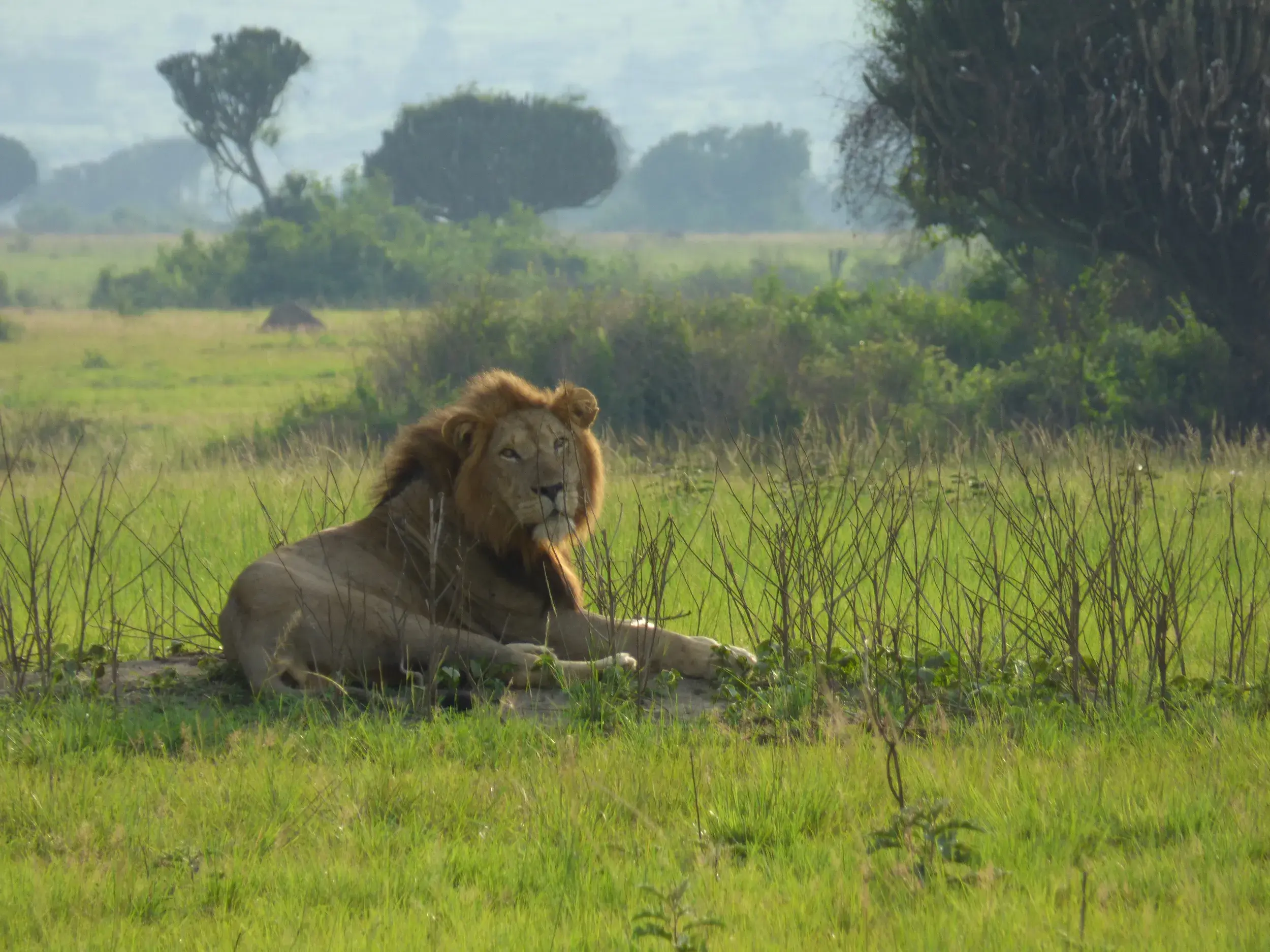 Majestätischer Löwe mit goldener Mähne ruht aufmerksam im grünen Grasland des Queen-Elizabeth-Nationalparks in Uganda.