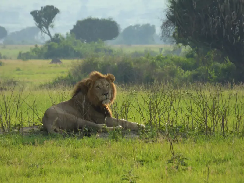 Majestätischer Löwe mit goldener Mähne ruht aufmerksam im grünen Grasland des Queen-Elizabeth-Nationalparks in Uganda.