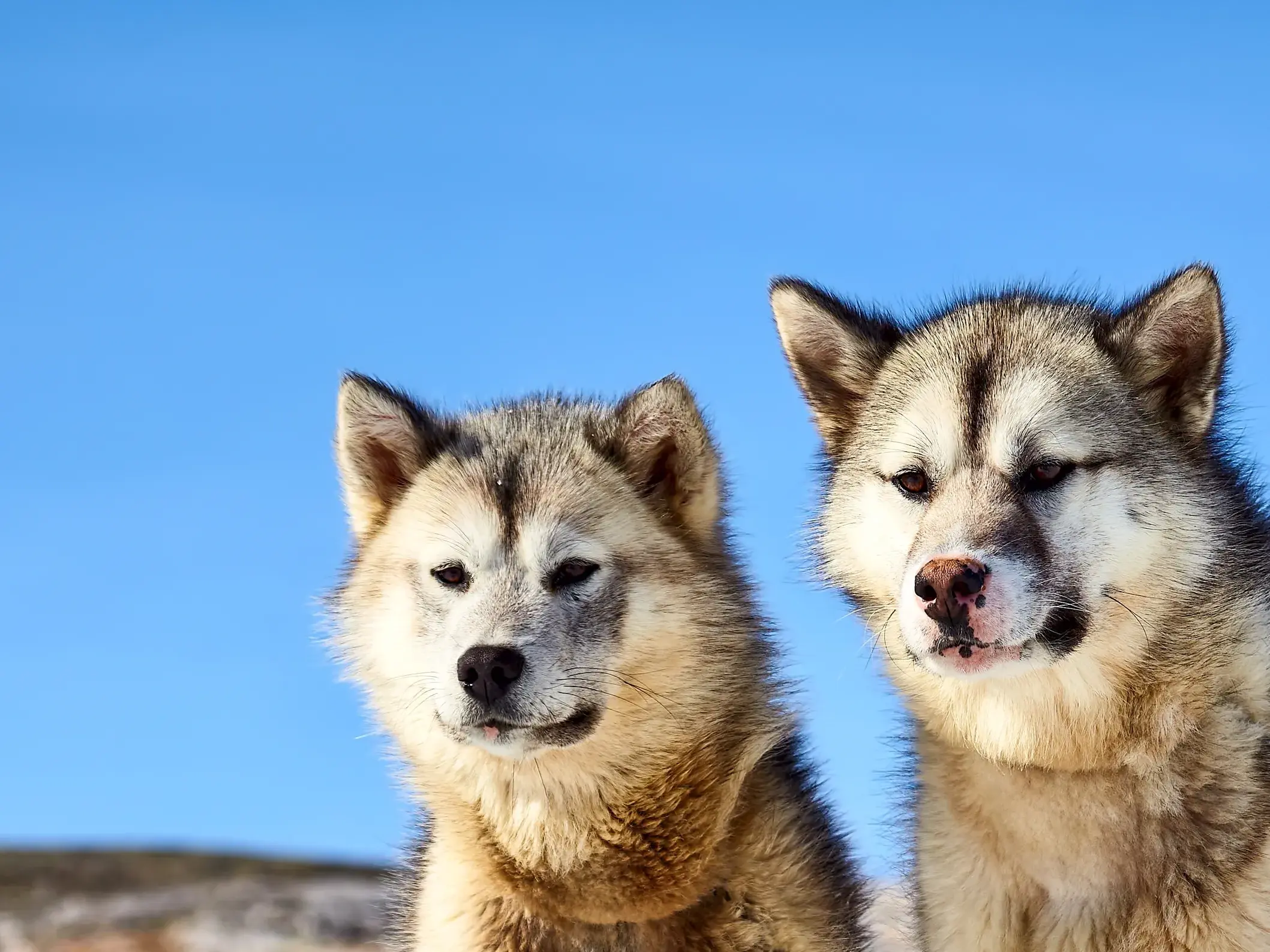 Zwei aufmerksame Grönlandhunde mit dichtem Fell sitzen vor blauem Himmel in der arktischen Landschaft Ostgrönlands.