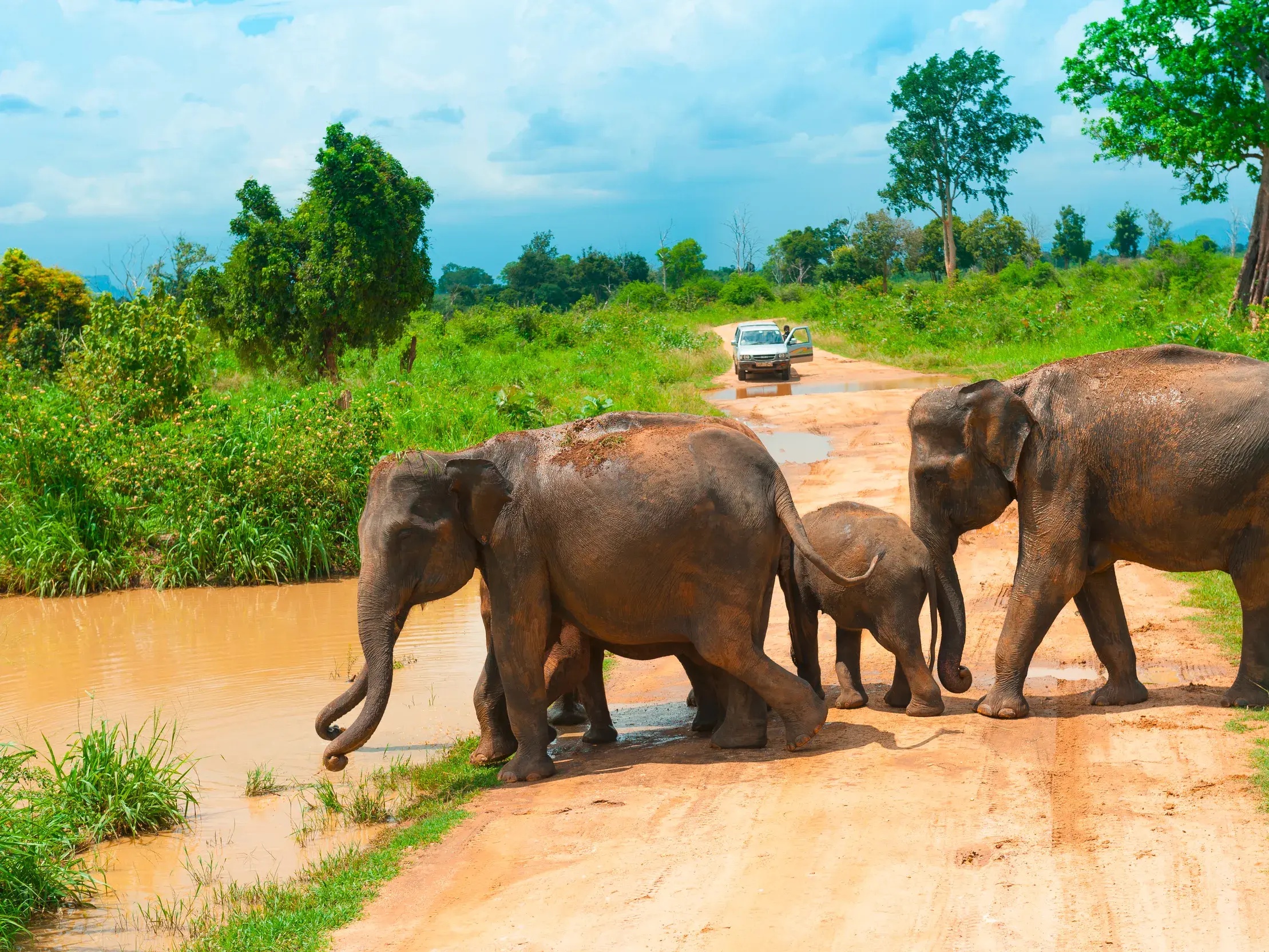 Eine Elefantenfamilie mit Jungtier überquert während einer Jeepsafari im Udawalawe-Nationalpark in Sri Lanka eine Piste.