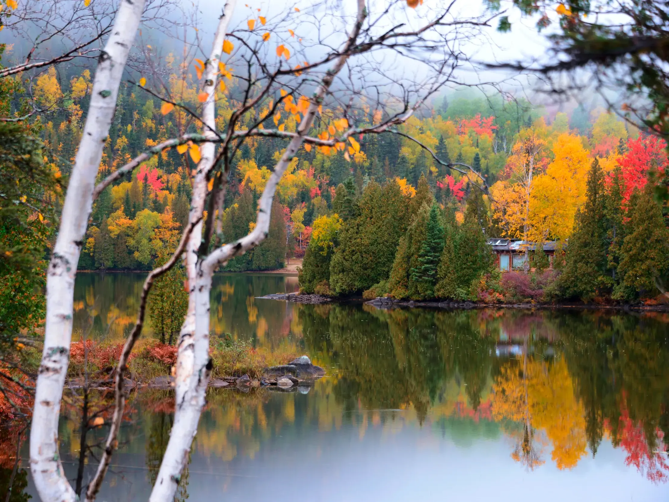 Blick durch Birken auf einen See, in dem sich der farbenprächtige Wald des Indian Summer in den Laurentides widerspiegelt.