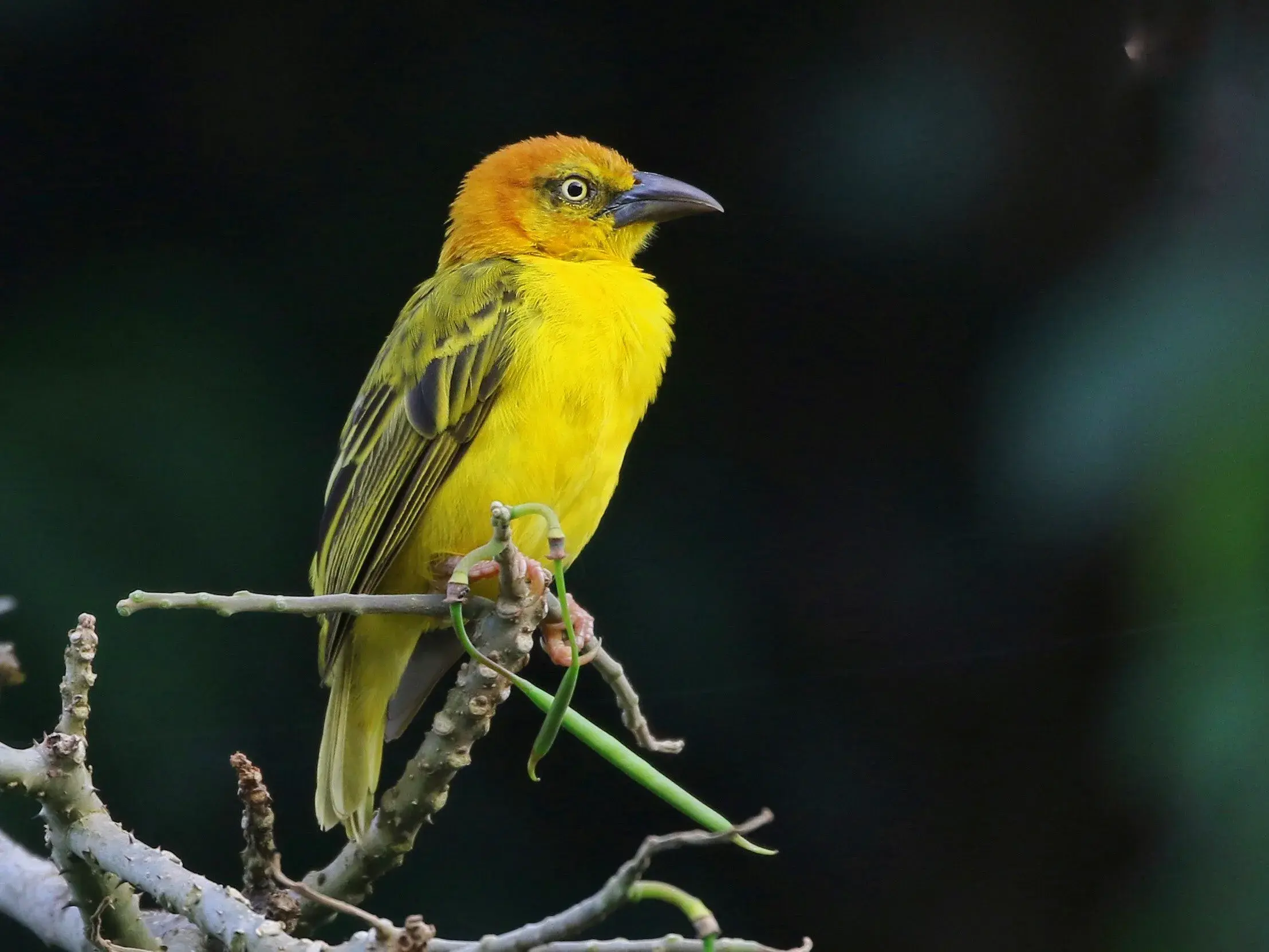 Ein leuchtend gelber São Tomé Webervogel, eine endemische Art, sitzt auf einem Ast im Regenwald des Obô-Nationalparks.