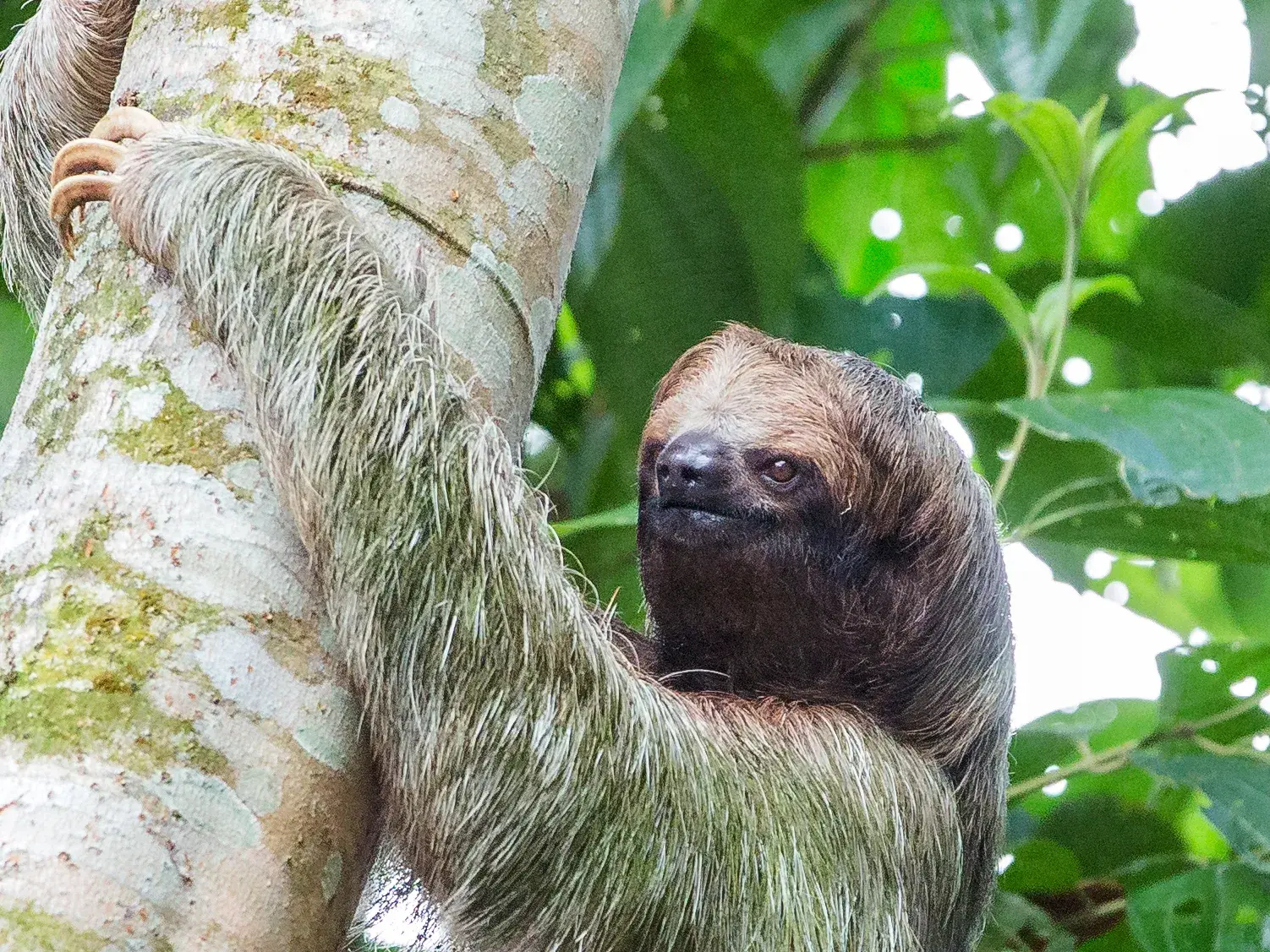 Ein Dreifinger-Faultier klammert sich an einen Baumstamm im Regenwald des Tortuguero-Nationalparks in Costa Rica.