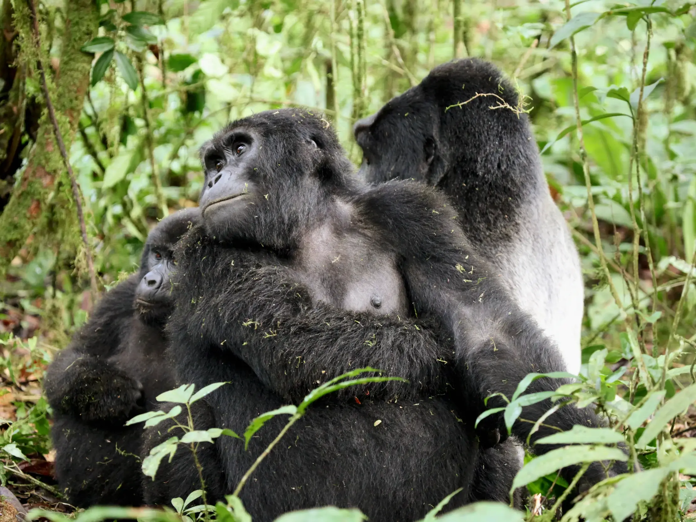 Eine Berggorilla-Mutter mit ihrem Jungen im dichten Regenwald des Bwindi-Nationalparks, im Hintergrund ein Silberrücken.